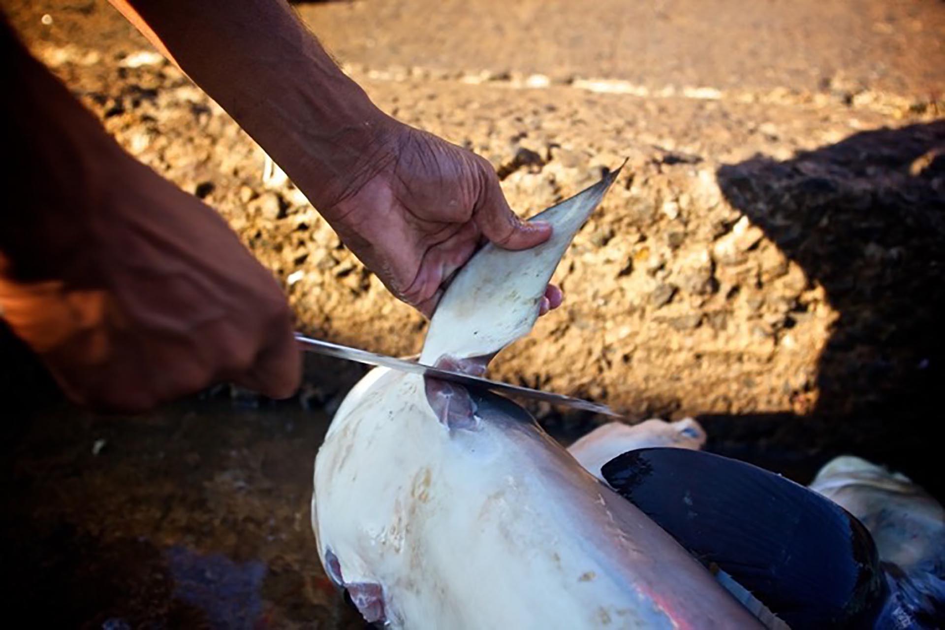 El aleteo es una práctica que consiste en cortar las aletas de los tiburones, aún cuando siguen con vida, para después comercializarlas.