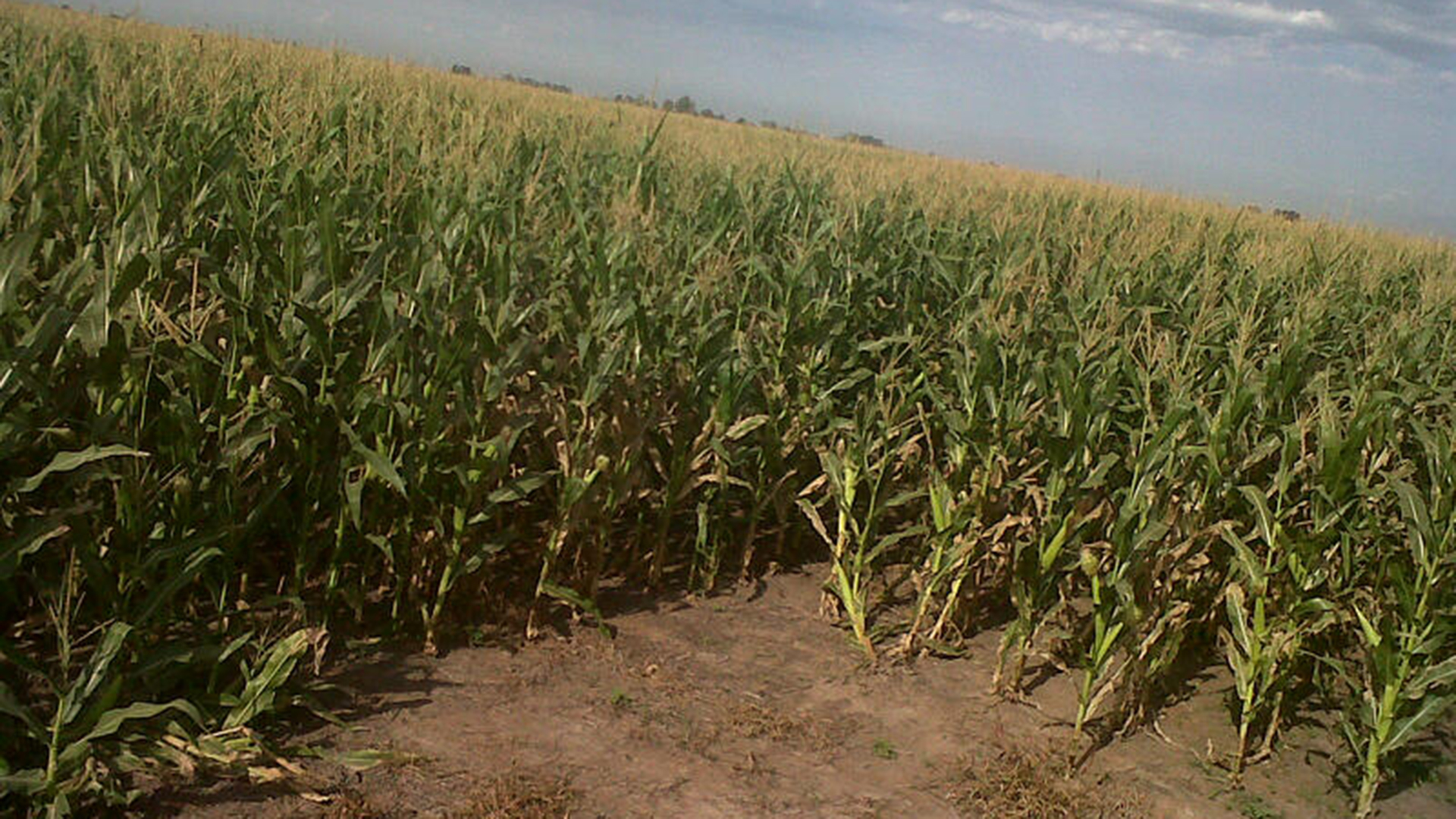 La cosecha de maíz viere atrasada en la Argentina. 
