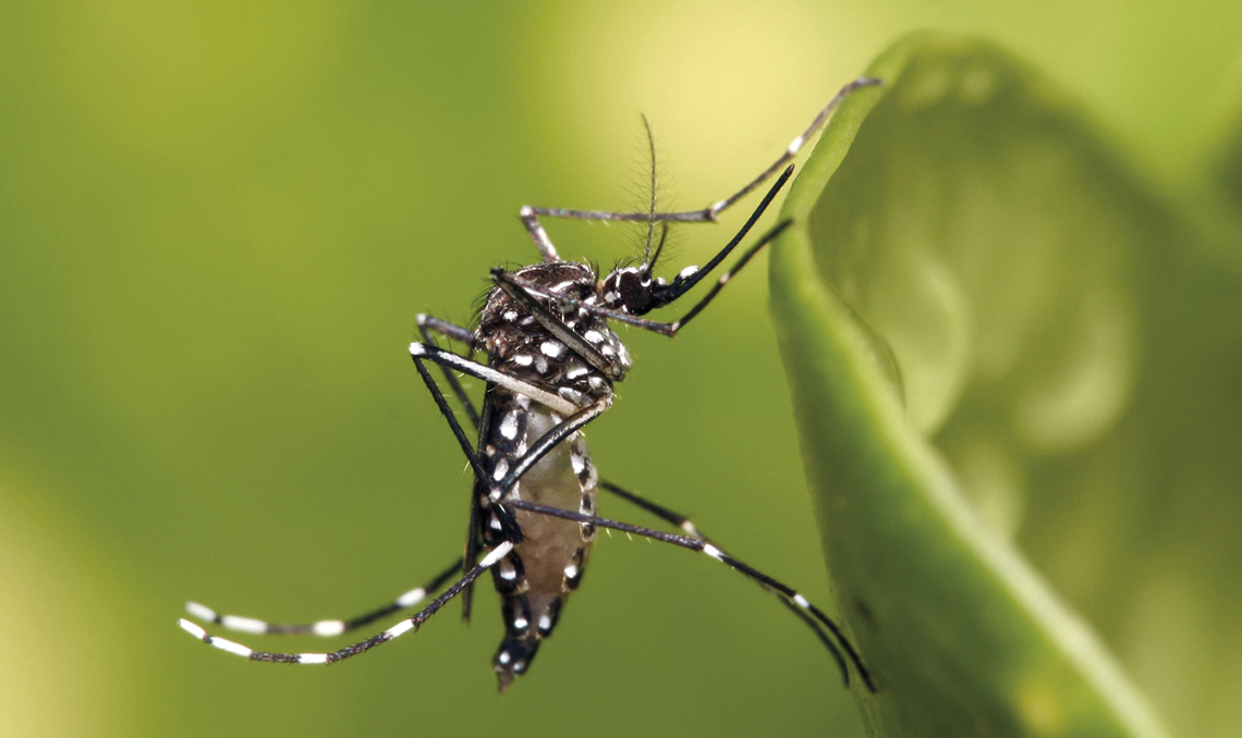 Nacieron beb&eacute;s infectados con chikungunya durante el embrazo en Salta y confirmaron una suba de contagios