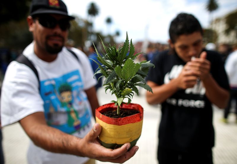 Users authorized by Reprocann can grow up to nine female plants at home and transport up to 40 grams within the country (REUTERS)