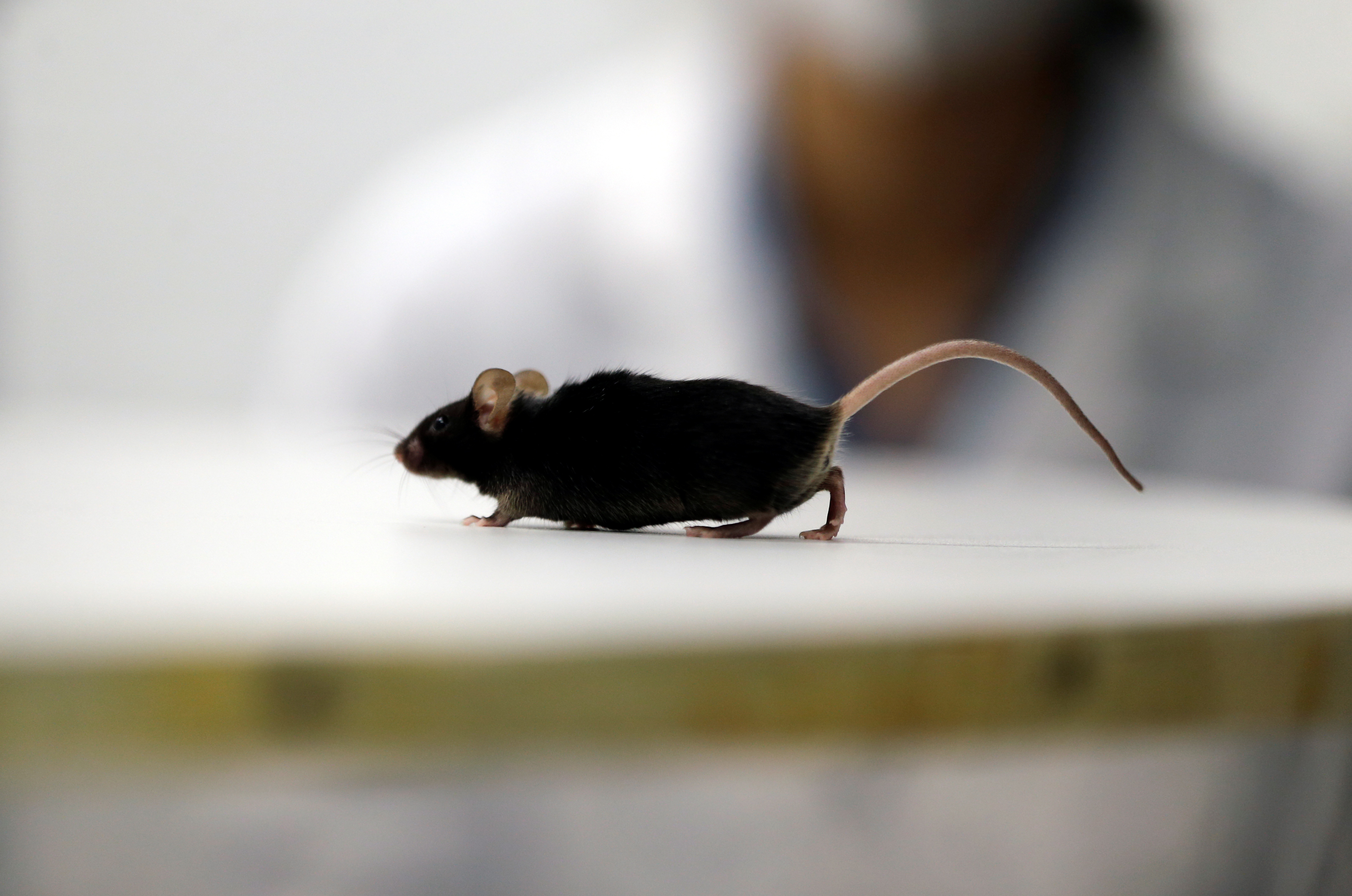 La extraña razón por la que los ratones machos tienen terror a las bananas