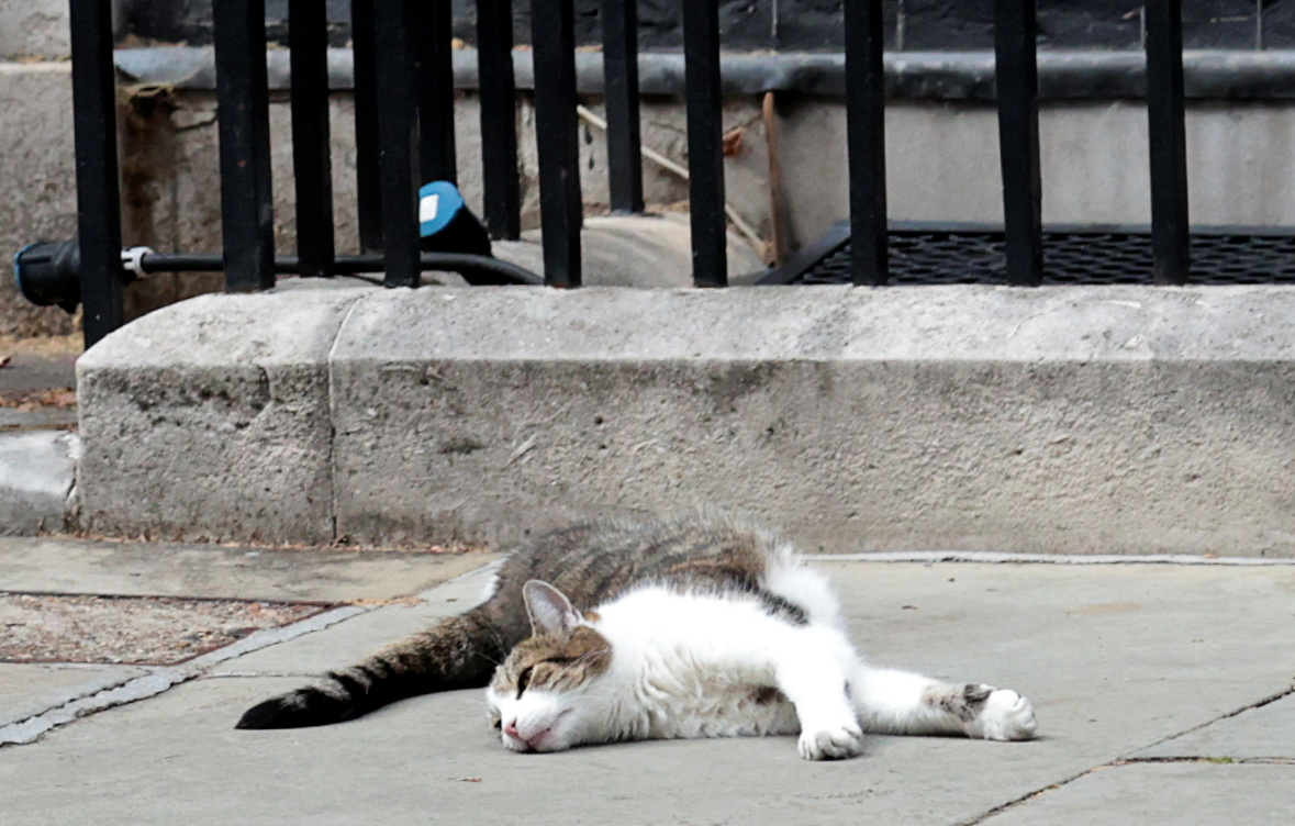 Larry el gato desperezándose afuera de Downing Street   (REUTERS/Simon Dawson)