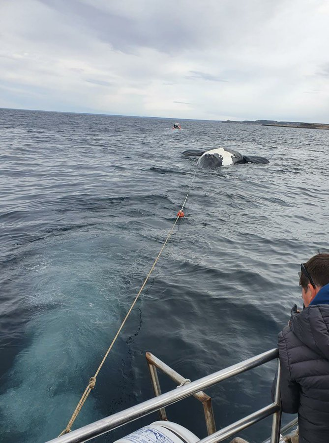Se cree que dos de las ballenas muertas estaban amamantando, por lo que se teme que aparezcan en breve los cadáveres de las crías