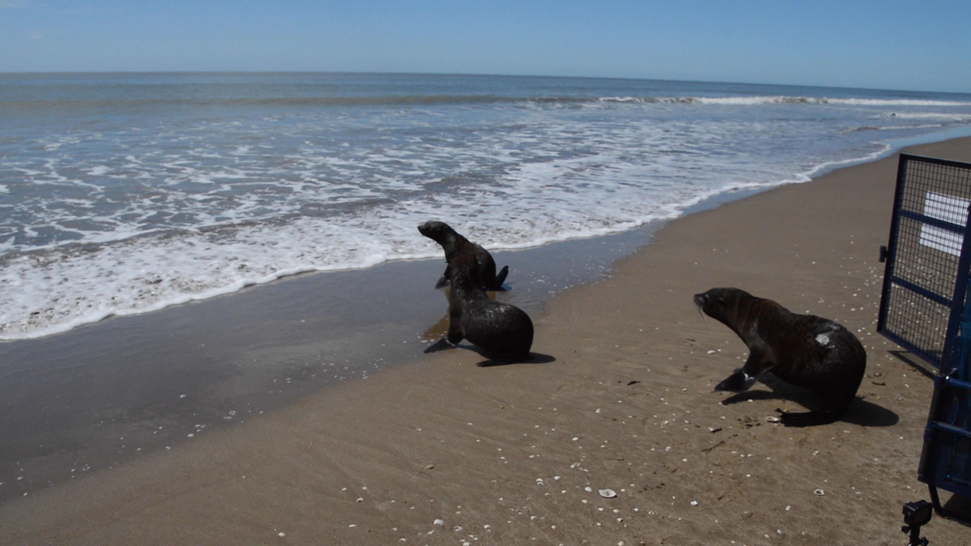 Rescataron y devolvieron al mar a cuatro lobos marinos - Infobae