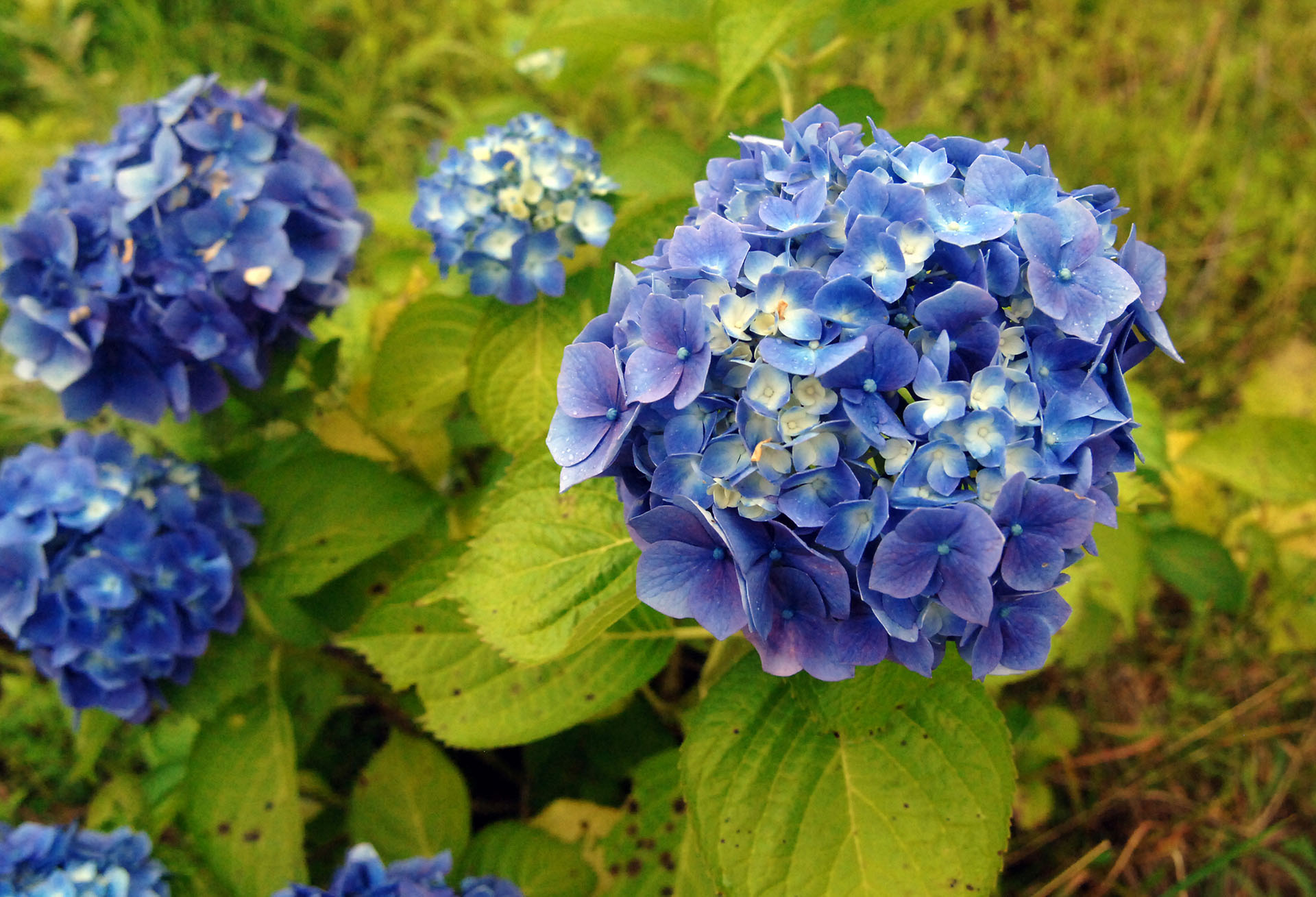 Las azaleas se pueden convertir en azules agregando sales de hierro y aluminio al compost de su cultivo (Jun Sato/WireImage)