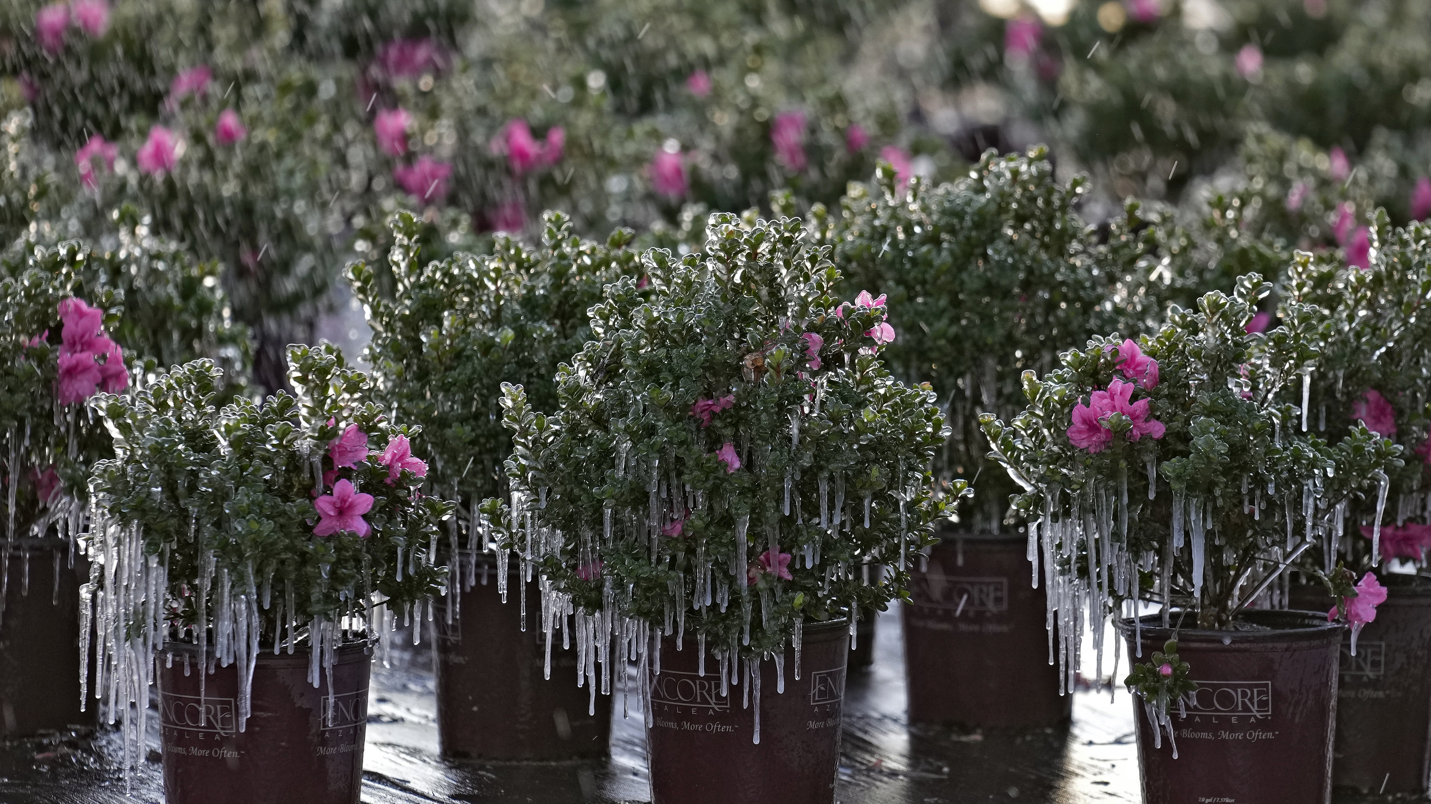 Los carámbanos cuelgan de las plantas ornamentales al amanecer del sábado en Plant City, Florida. Los agricultores rocían sus cultivos con aspersores para ayudar a protegerlos.
