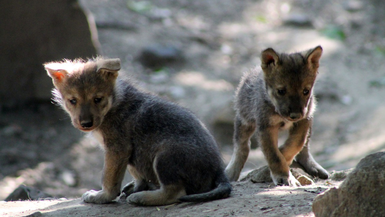 Nacieron al menos 5 lobos mexicanos en el Zoológico de Chapultepec, en la  CDMX - Infobae
