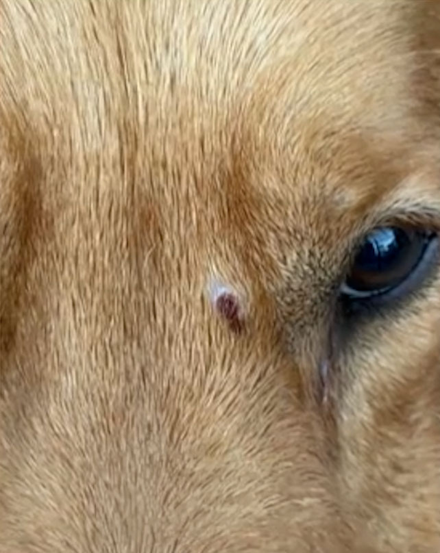 Maltrato animal en Villa Devoto: un hombre dijo haber sido mordido por un labrador y le dispar&oacute; en la cara