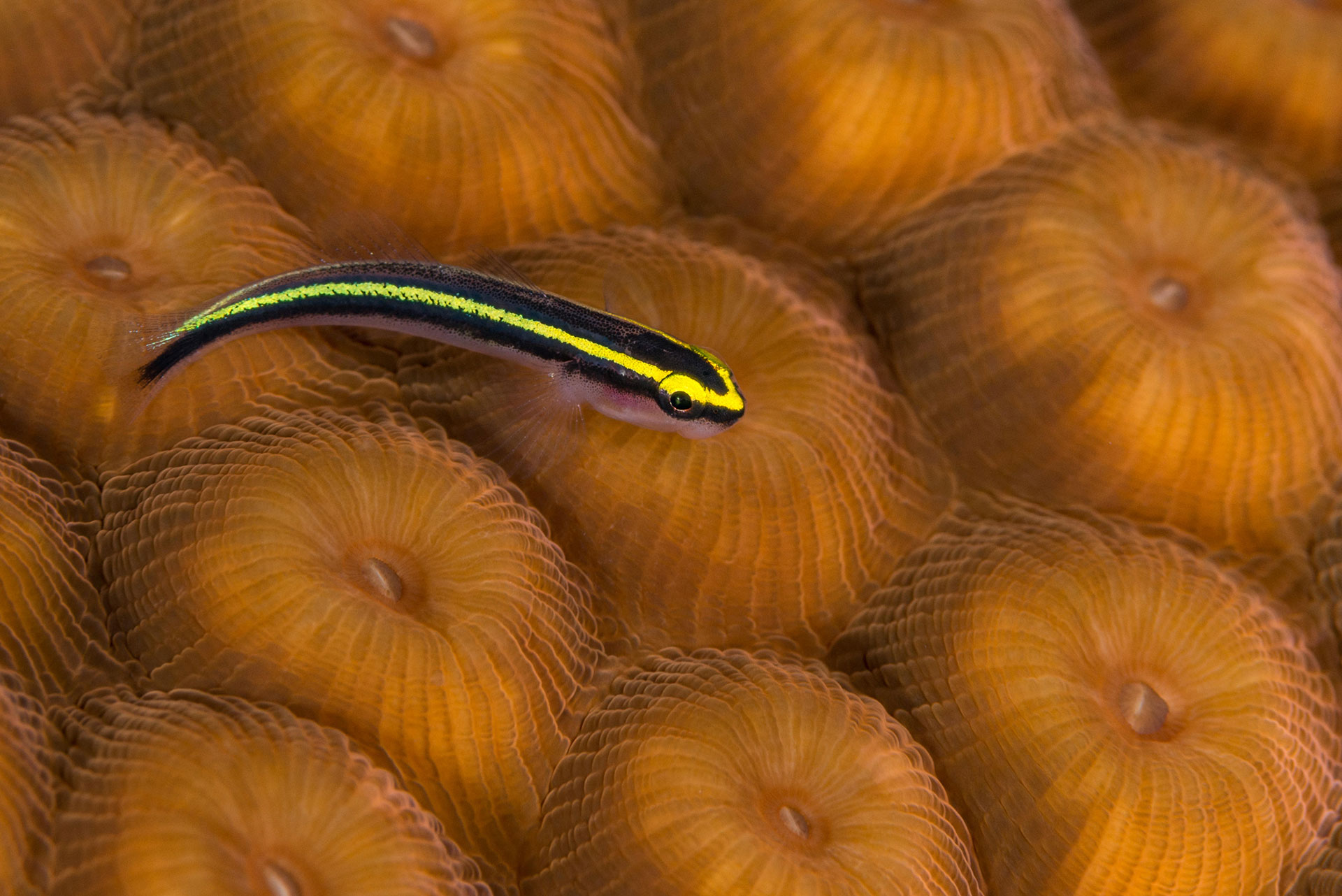 Por qué los peces damisela podrían contribuir a la descomposición de los arrecifes de coral