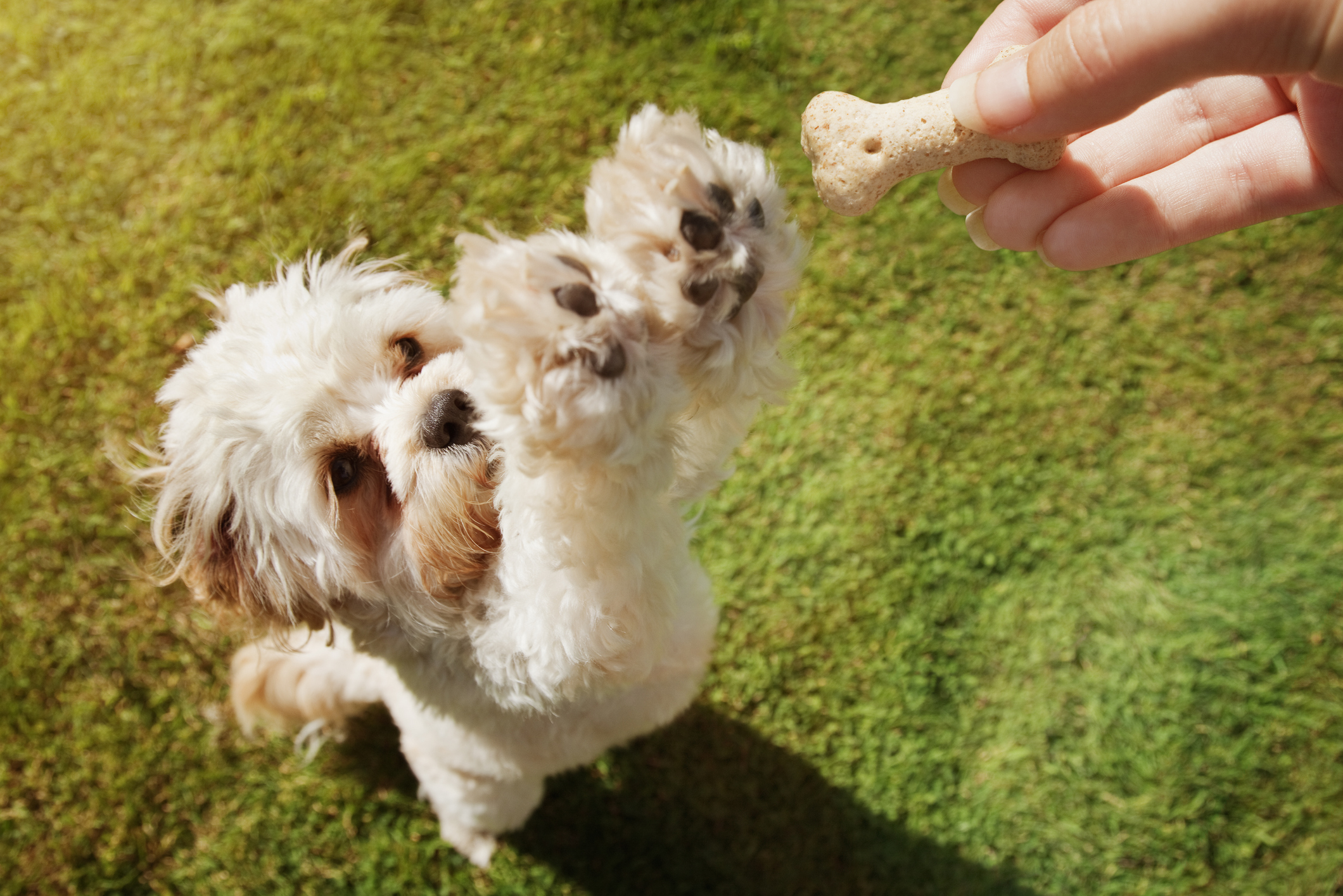Los perros responde manera amigable cuando una persona les consigue alimento y trata bien a sus dueños (Getty Images)