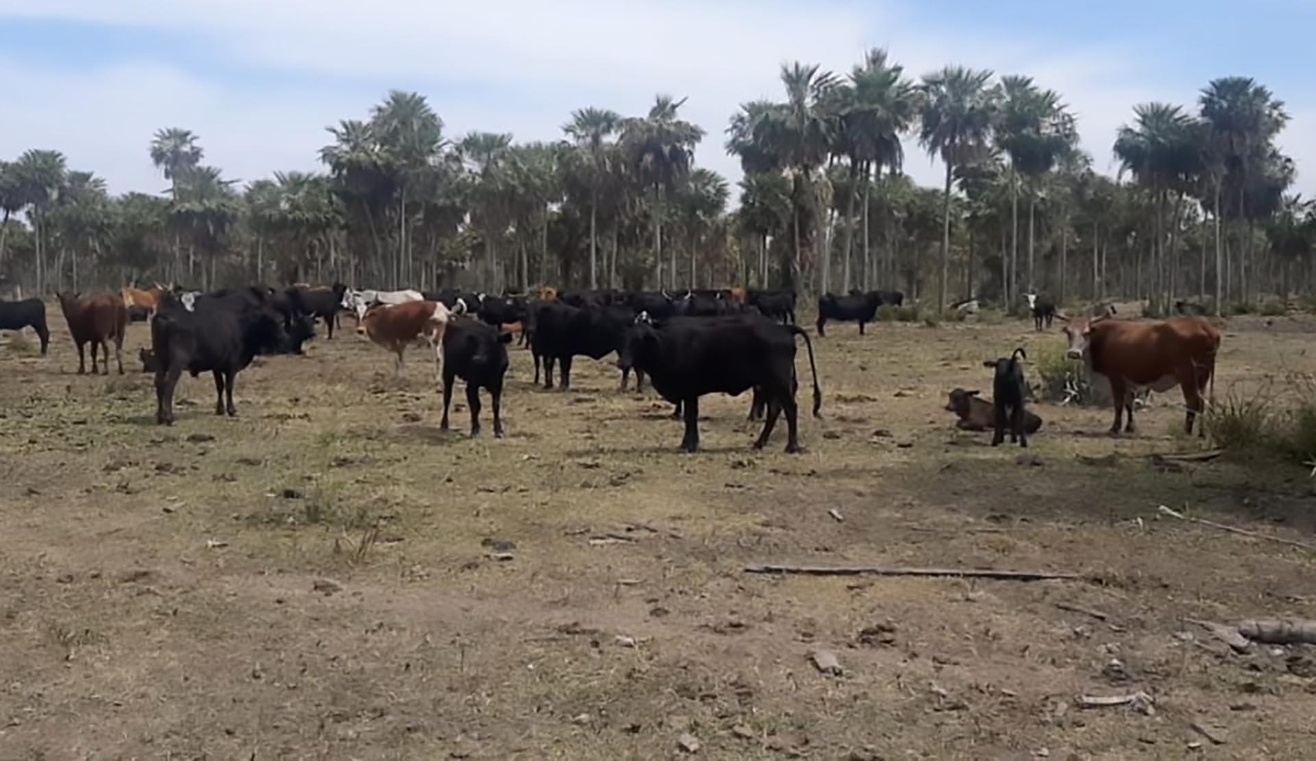 La ganadería es una de las actividades afectadas por la ausencia de lluvias 