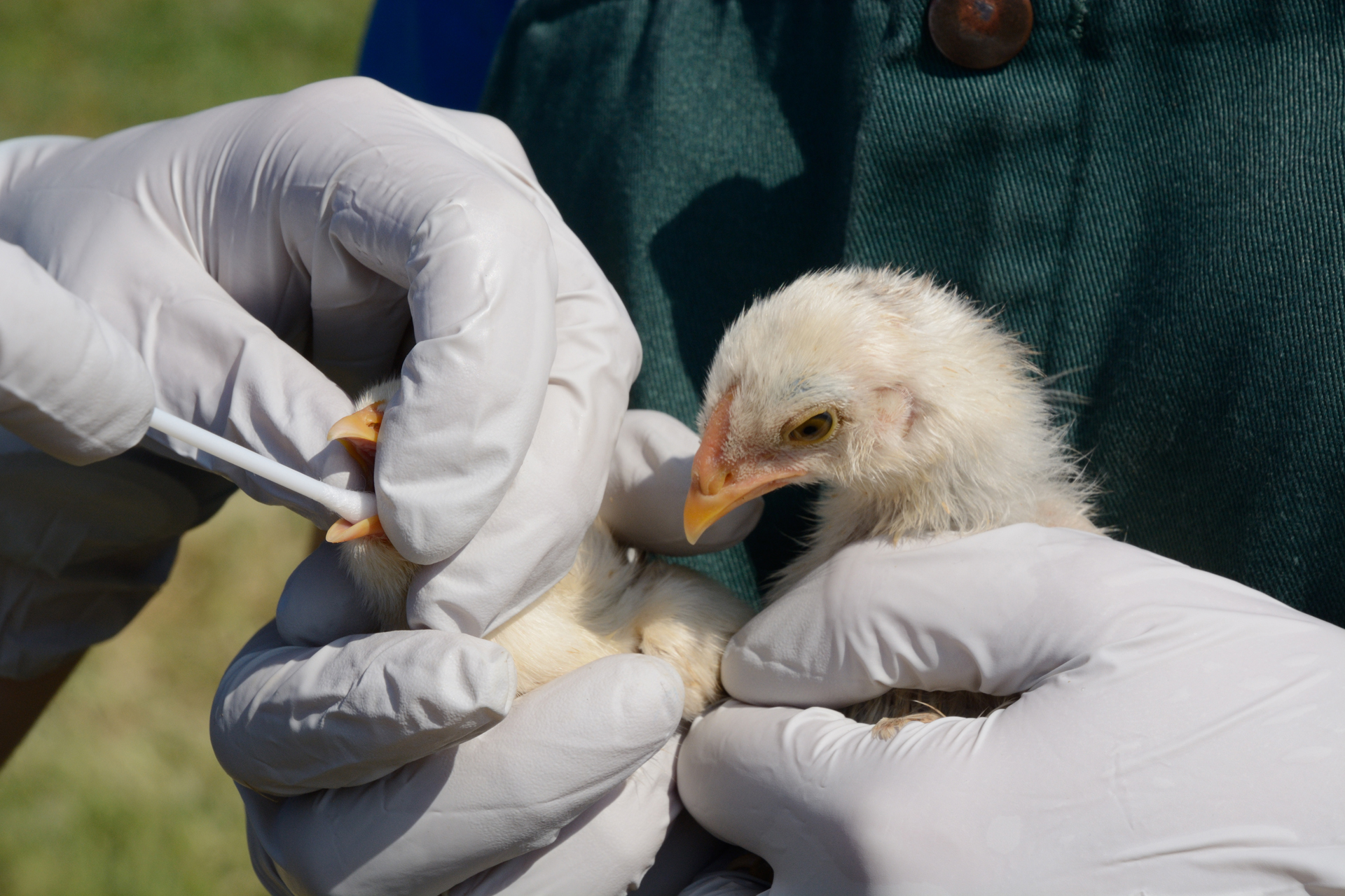 Existe el riesgo de más seres humanos se contagien la gripe aviar. En América hubo 2 casos desde el año pasado. Un caso se detectó en Estados Unidos y el otro en Ecuador en el mes pasado (Getty)