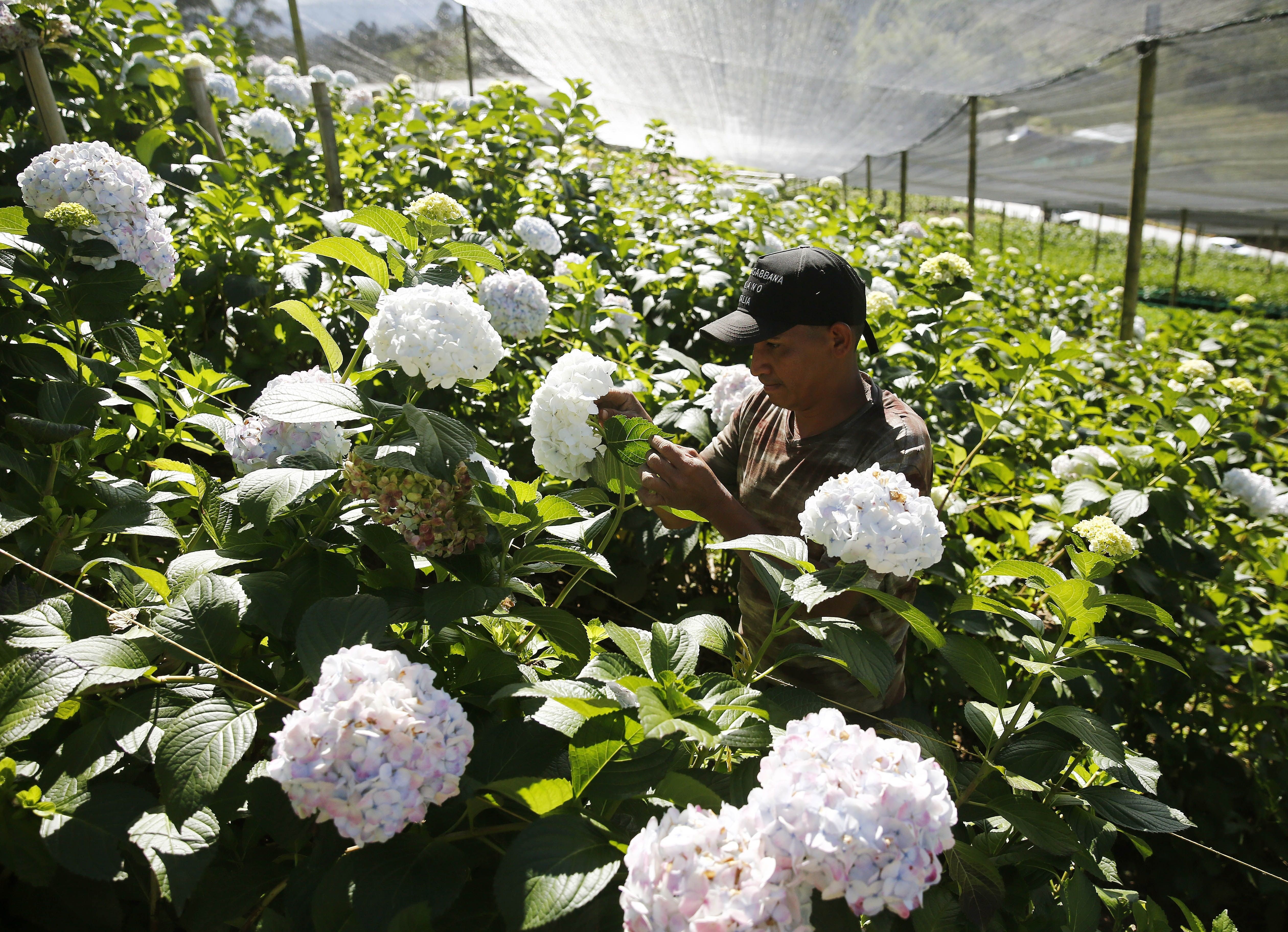 Colombiano inspira a emprender con aguacates y hortensias de exportación -  Infobae