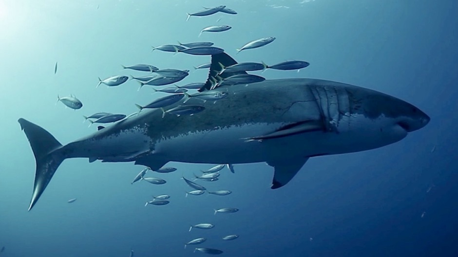 Los tiburones han estado en el planeta durante cerca de 500 millones de años y, en ese tiempo, han desarrollado un sistema inmunológico extraordinario con mecanismos de defensa que otros mamíferos no tienen (Europa Press)