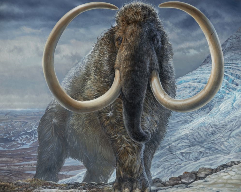 El proyecto busca restaurar ecosistemas extinguidos daría como resultado en pocos años más la vuelta a la vida de los mamut lanudos. 