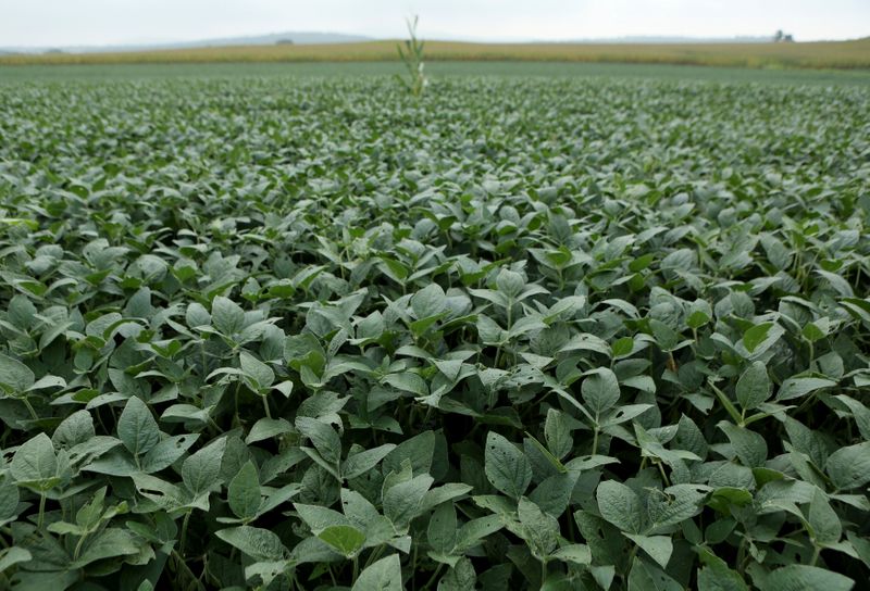 Vuelven a subir los precios de la soja en Chicago ( REUTERS/Gary Cameron)