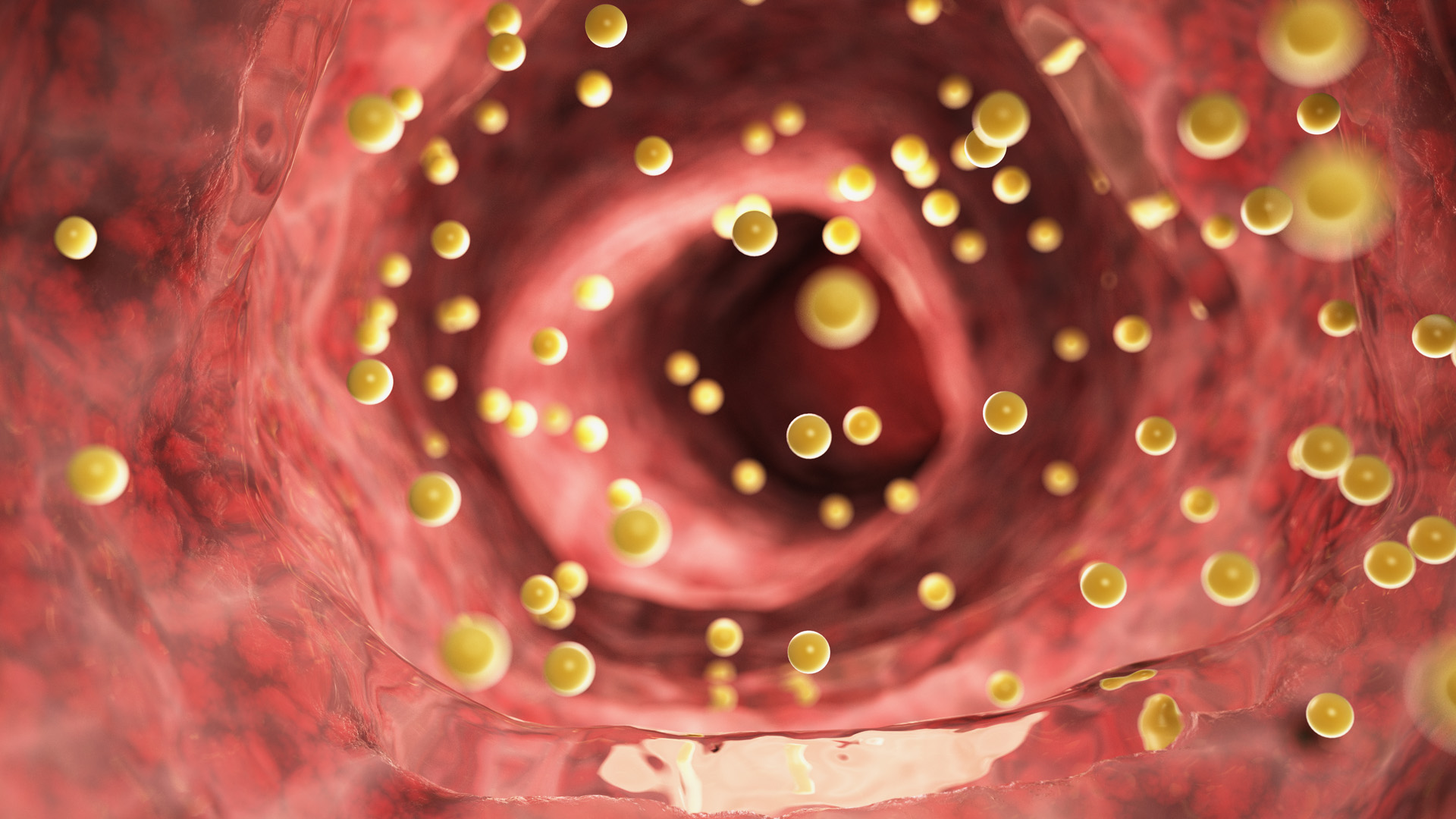 Las grasas dentro del torrente sanguíneo (Shutterstock)