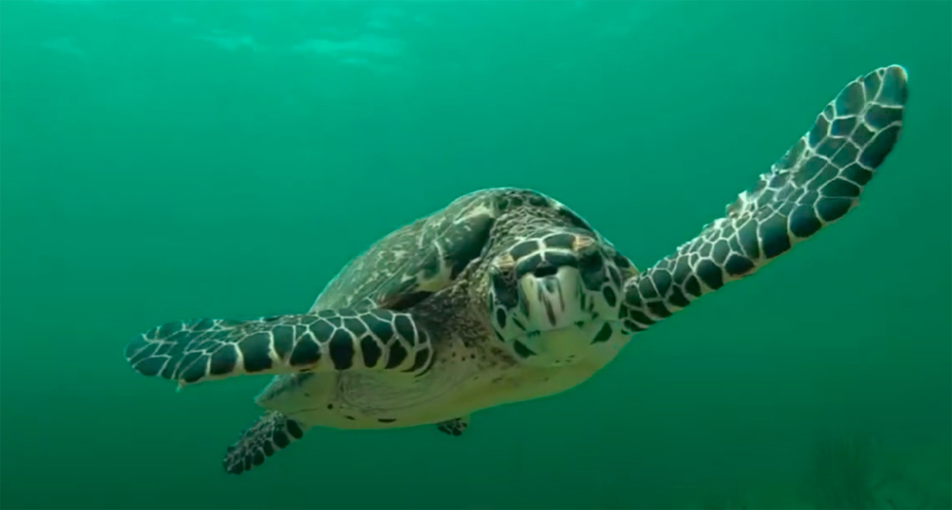 Cuáles son las claves de un histórico tratado internacional para la protección de la biodiversidad marina – Infobae