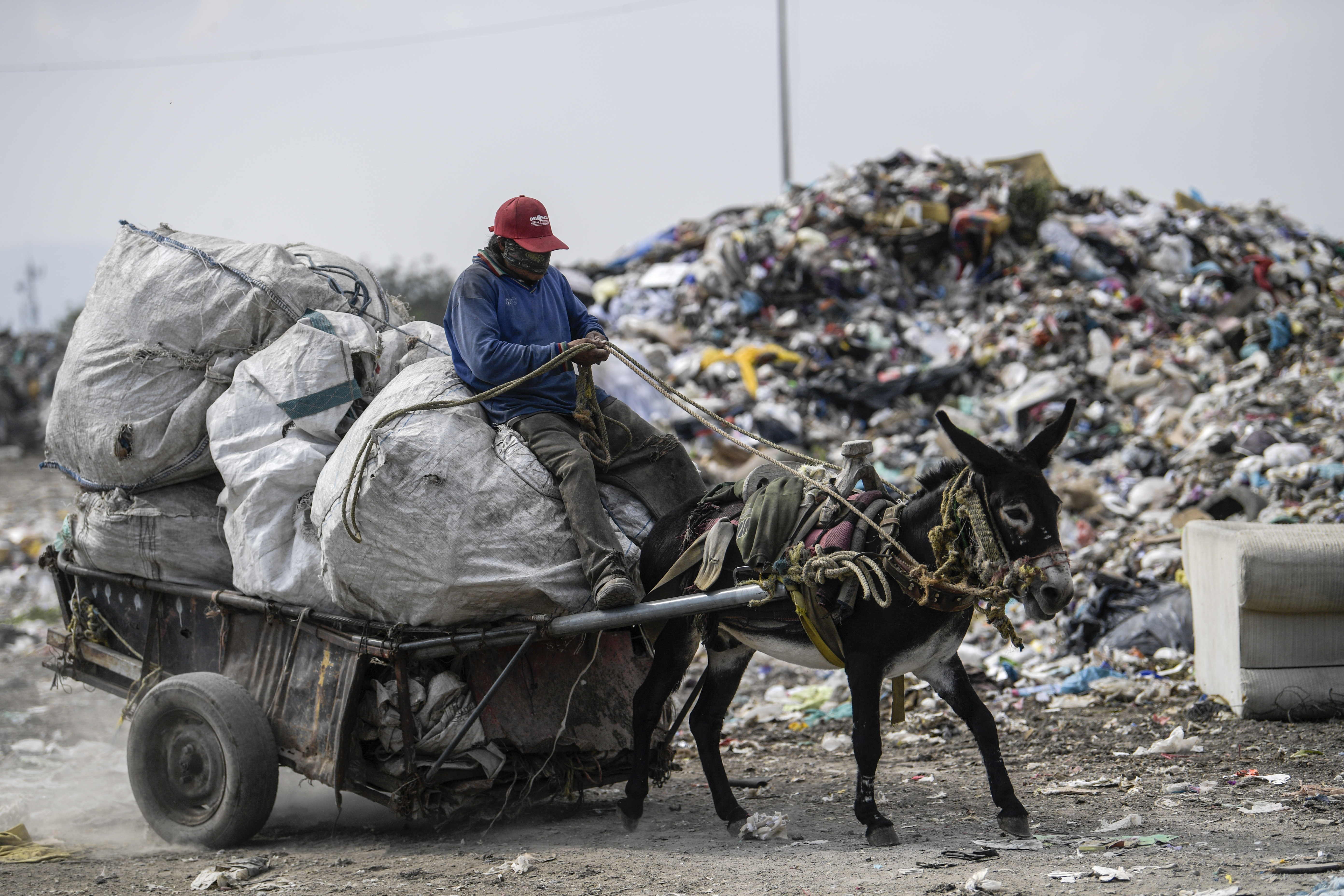 Un trabajador monta un carro tirado por un burro en el basurero