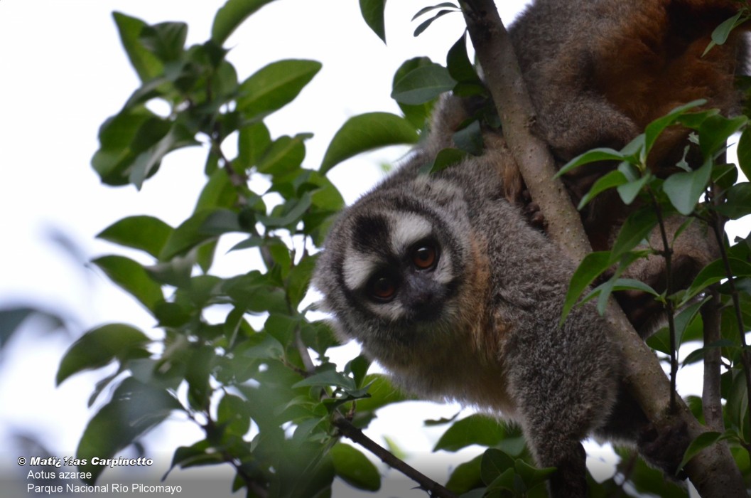 Los machos de mono de noche o mirikiná se ocupan de llevar a las crías sobre su espalda/M. Carpinetto/Parque Nacional Pilcomayo