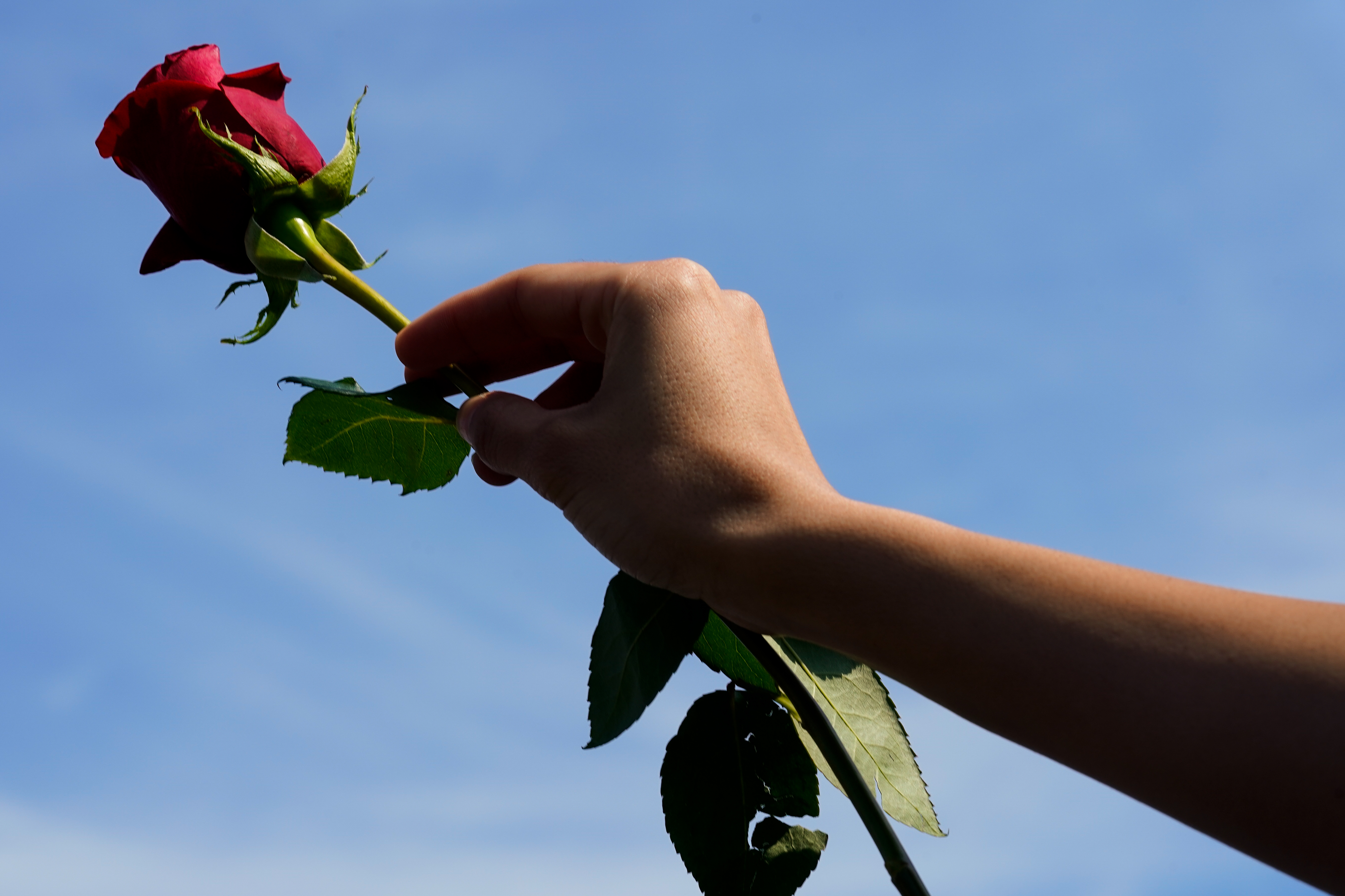 Una persona sostiene una flor en el lugar del tiroteo (AP/Matt Rourke)