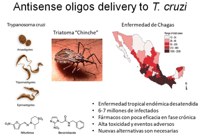 En nuestro país se registra  este insecto en Veracruz, Oaxaca, Chiapas, Yucatán, Morelos y el Estado de México Foto: (UNAM)