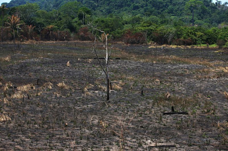 Tierras y deforestación: la disputa que impulsa a Bolsonaro en un bastión amazónico