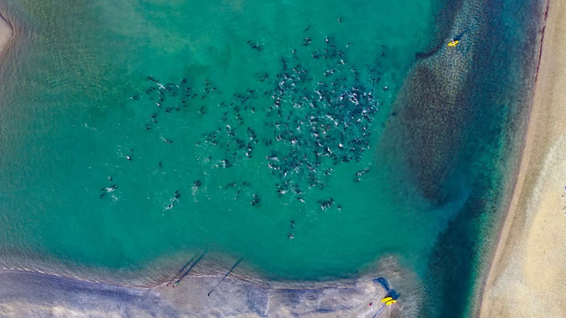 Una “cadena humana” ayudó a rescatar a unos 300 delfines que quedaron varados cerca de Las Grutas