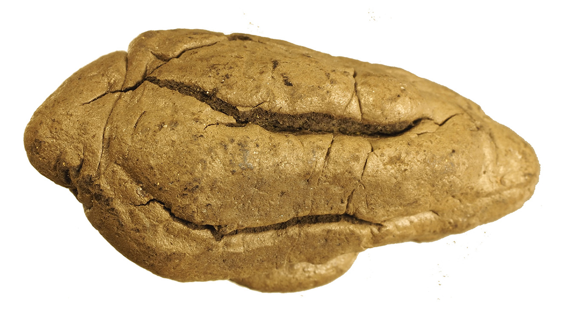 Científicos descifran prácticas sociales de hace 5.000 años a partir de un misterioso objeto