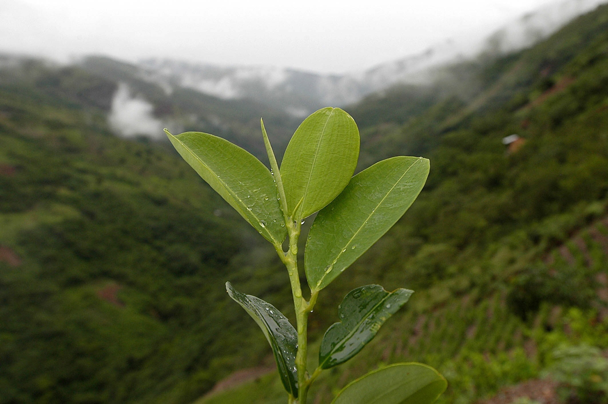 Foto de archivo de una planta de hoja de coca que se cultiva en los yungas y el chapare de Bolivia (EFE/Martin Alipaz/Archivo)