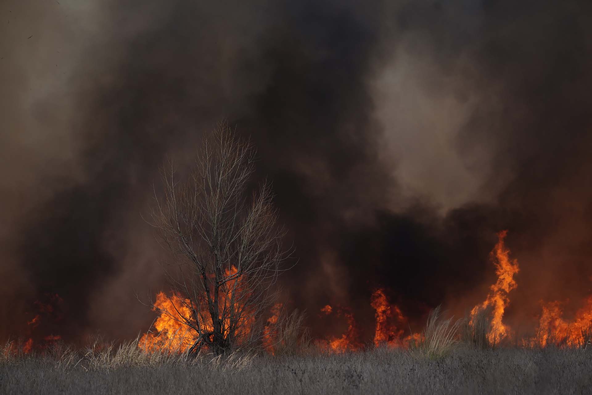 El fuego sigue avanzando en las islas del Delta del Paraná (Foto: Franco Fafasuli)