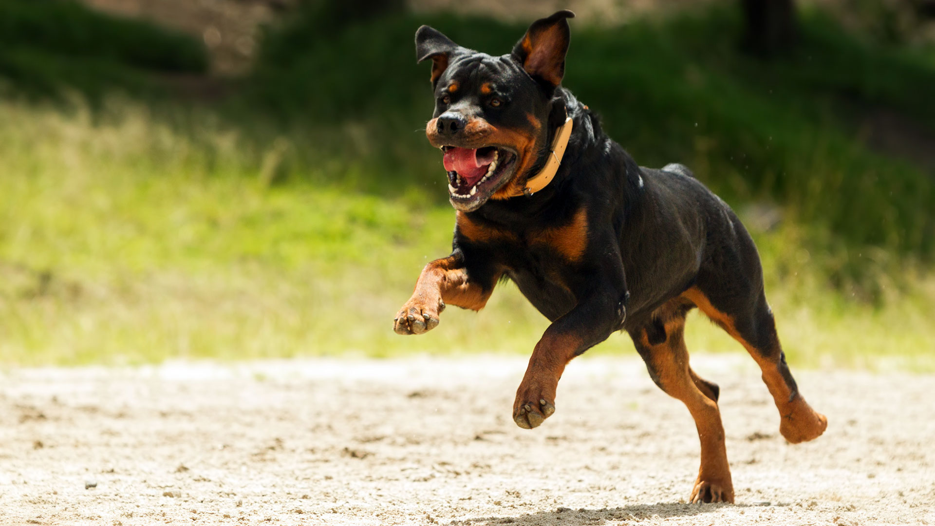 Los Rottweiler son perros muy seguros de sí mismos, cariñosos y muy protectores. 