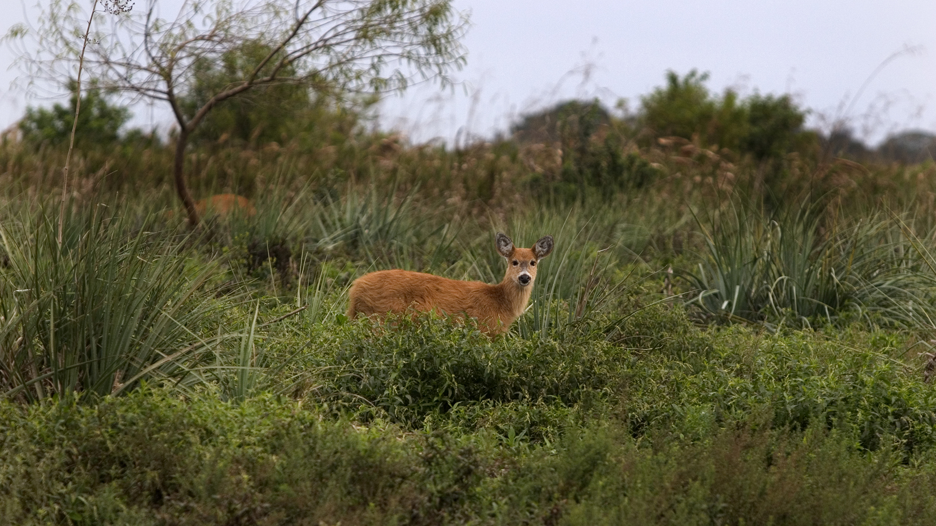 La recuperación de la vegetación se dio en un tiempo normal. Image: Marsh Deer, Blastocerus dichotomus.  (Photo by Mariana Silvia Eliano/Cover/Getty Images)