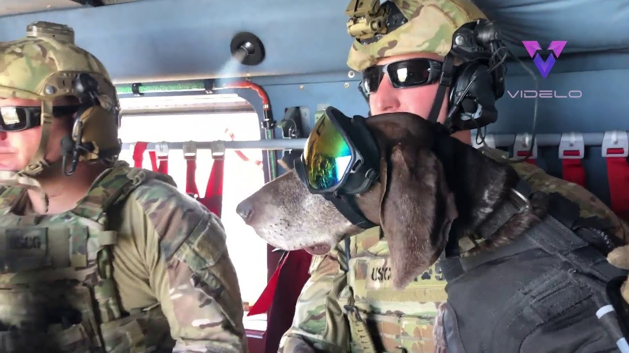 Estos perros militares están entrenados para lanzarse en paracaídas desde un avión (Europa Press)