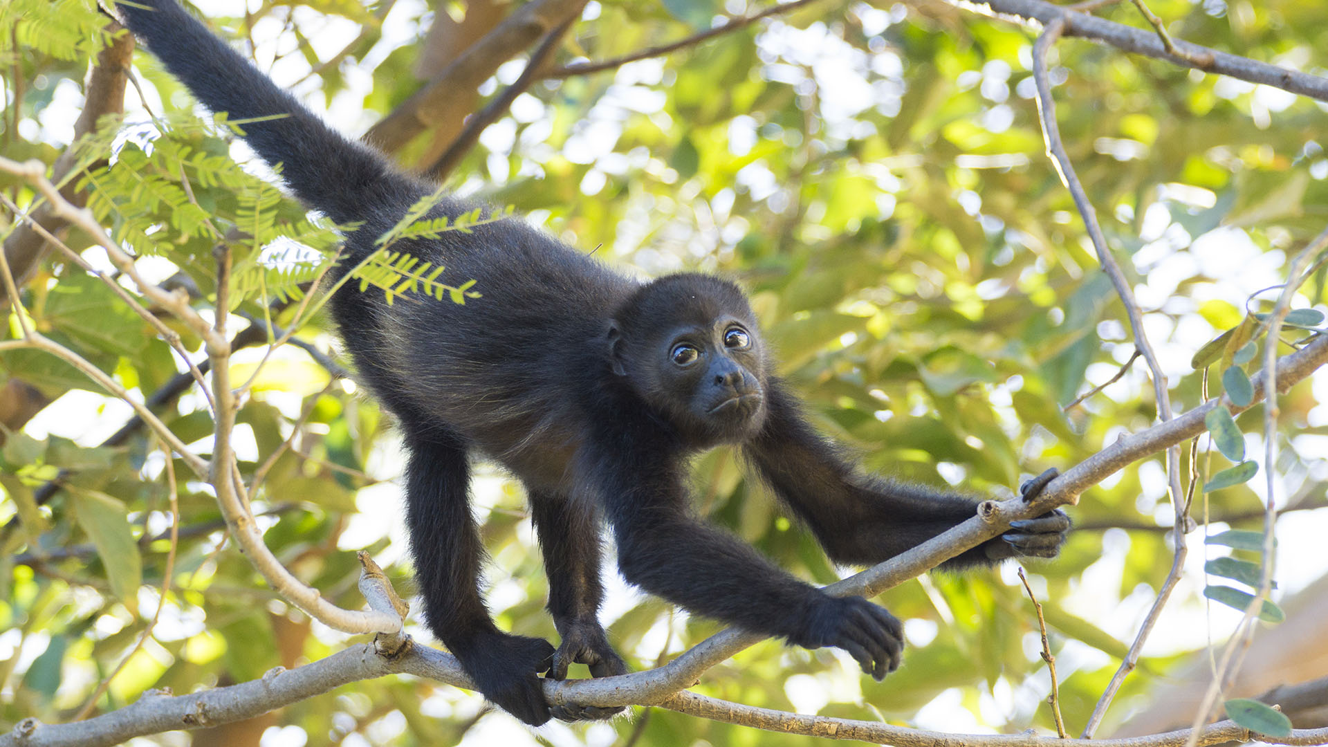 En Argentina, la provincia de Corrientes declaró al mono carayá o aullador “monumento natural” a través de una ley para protegerlo generando expectativas más optimistas sobre su futuro (Getty)