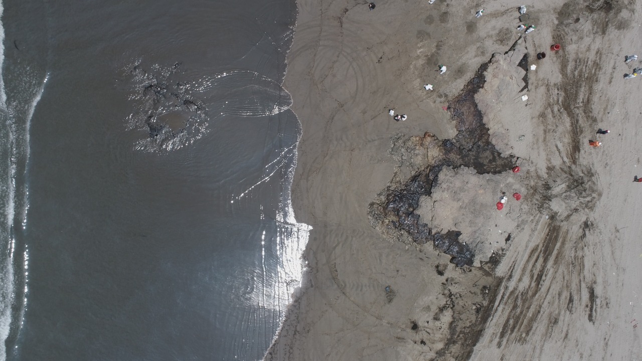 El desastre natural ha afectado a la flora y fauna que se encuentra en el litoral peruano a causa del petróleo. Fotos: OEFA