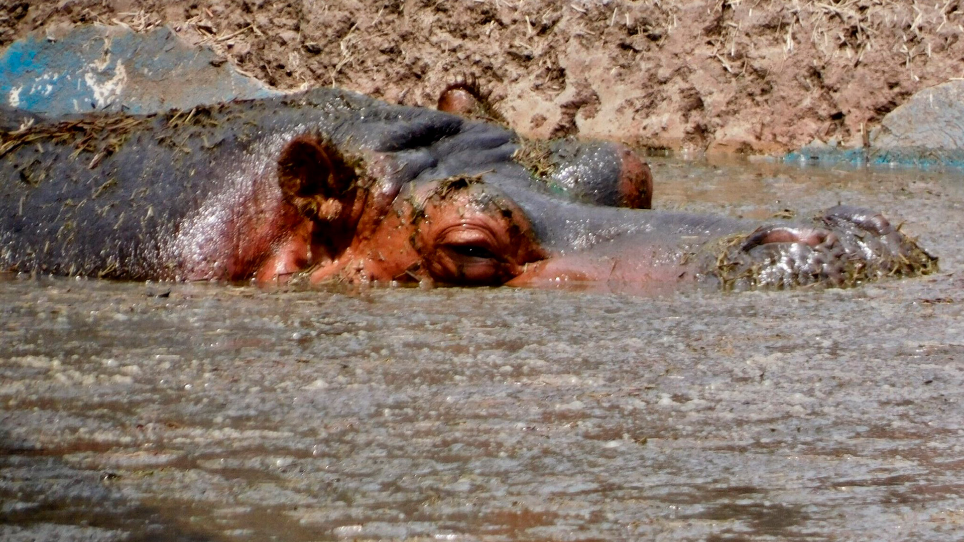 Bebiendo aguas negras: denunciaron que hipopótamos del Zoológico de Aragón  nadan en fosa séptica - Infobae