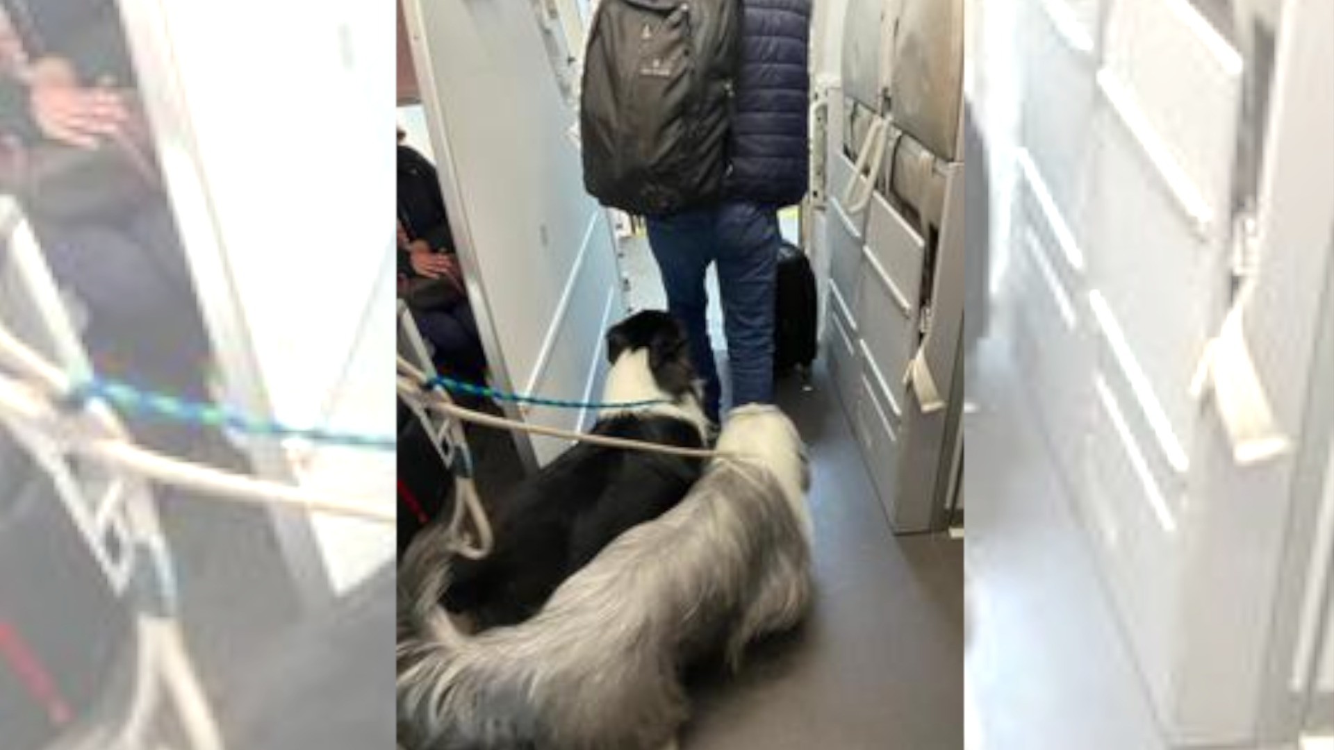Avianca anunció cambios en las políticas para el transporte de mascotas a raíz de las quejas que hubo por el vuelo en el que iban 25 perros de apoyo emocional. (Avianca)
