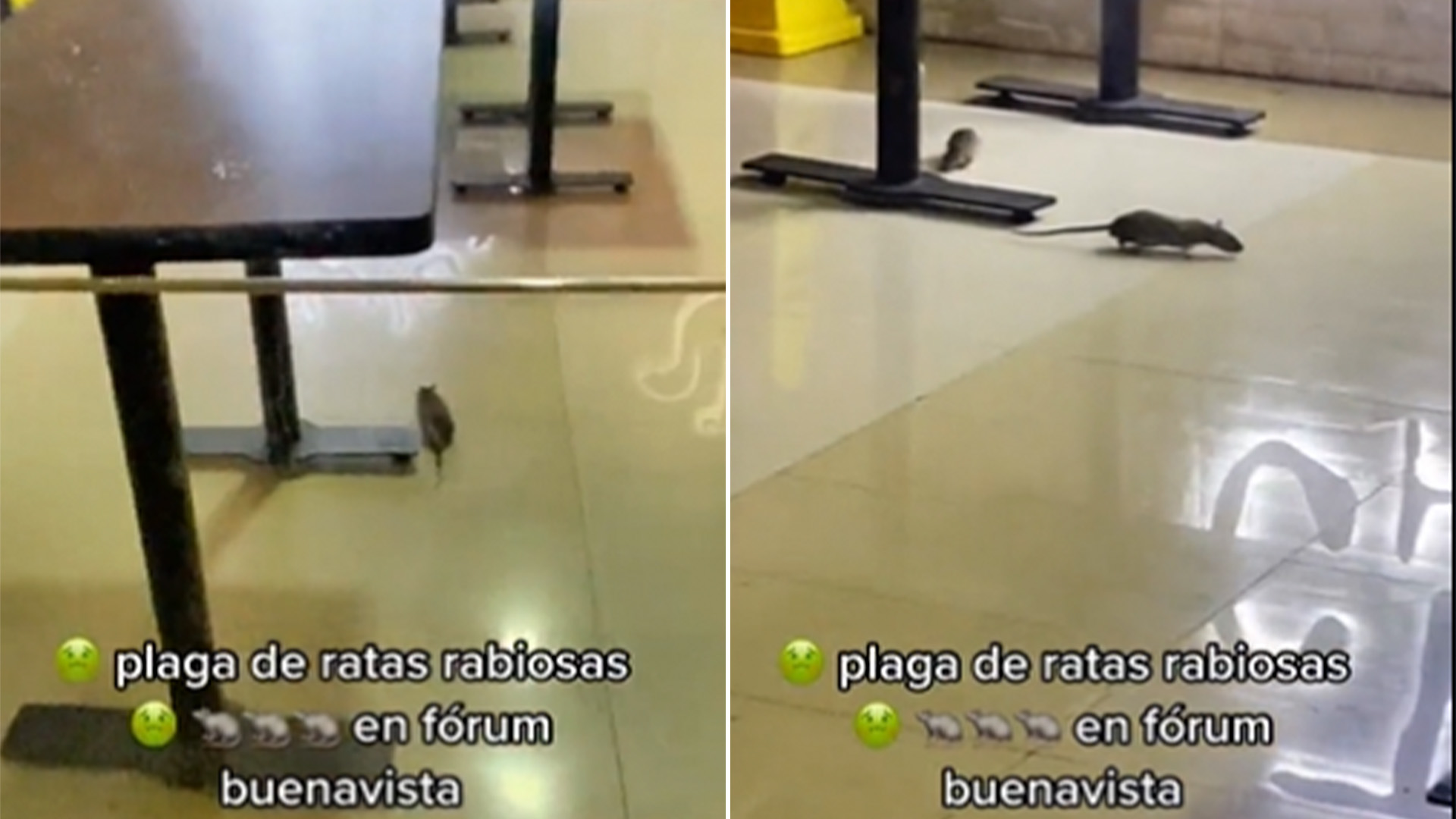 Así es como jugaban estas ratas en el piso del establecimiento Foto: captura de pantalla TikTok/@anpazzz88