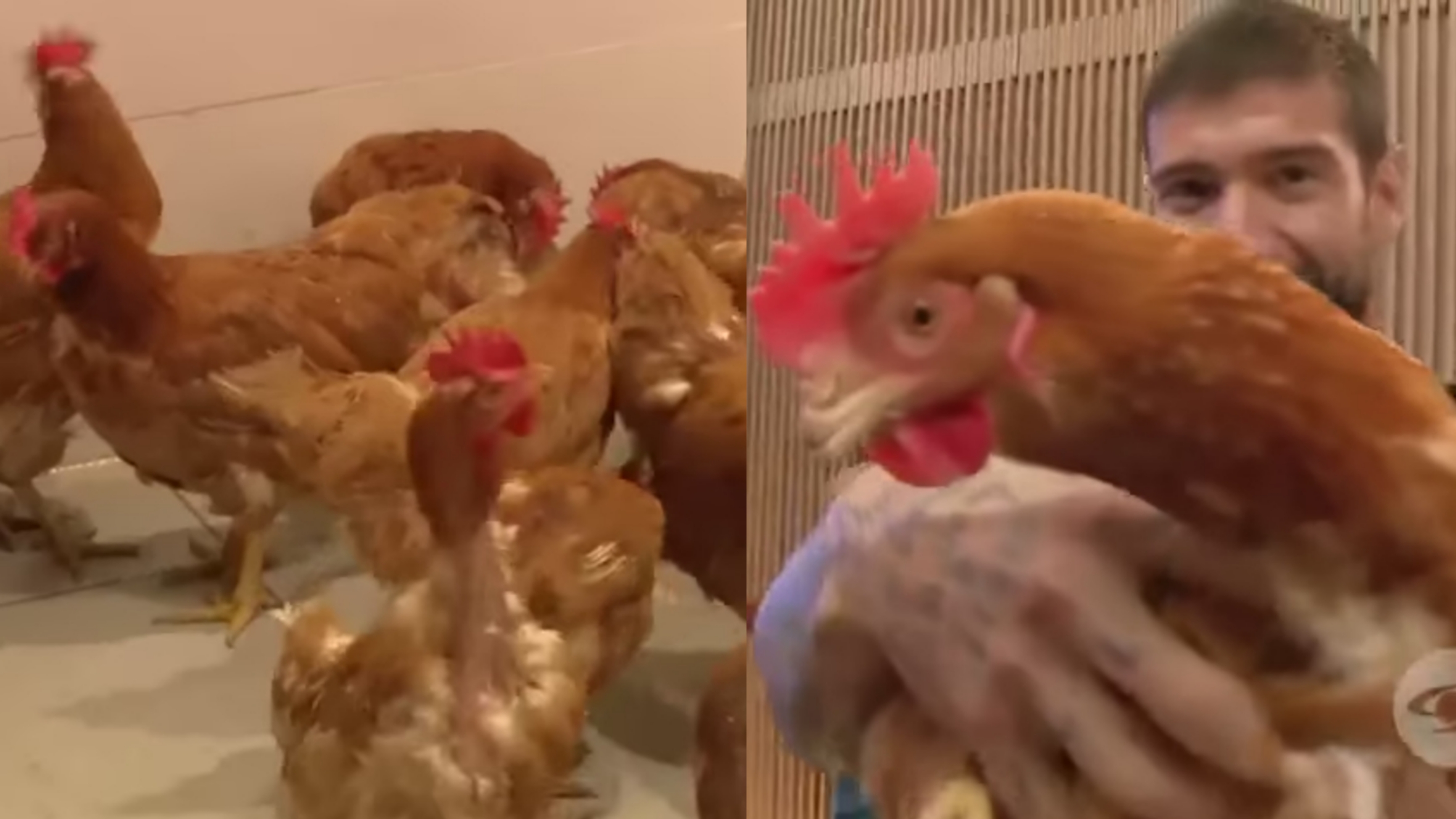 Un castigo con muchas plumas: 40 gallinas quedaron a cargo del equipo Beta en el Desafío The Box
