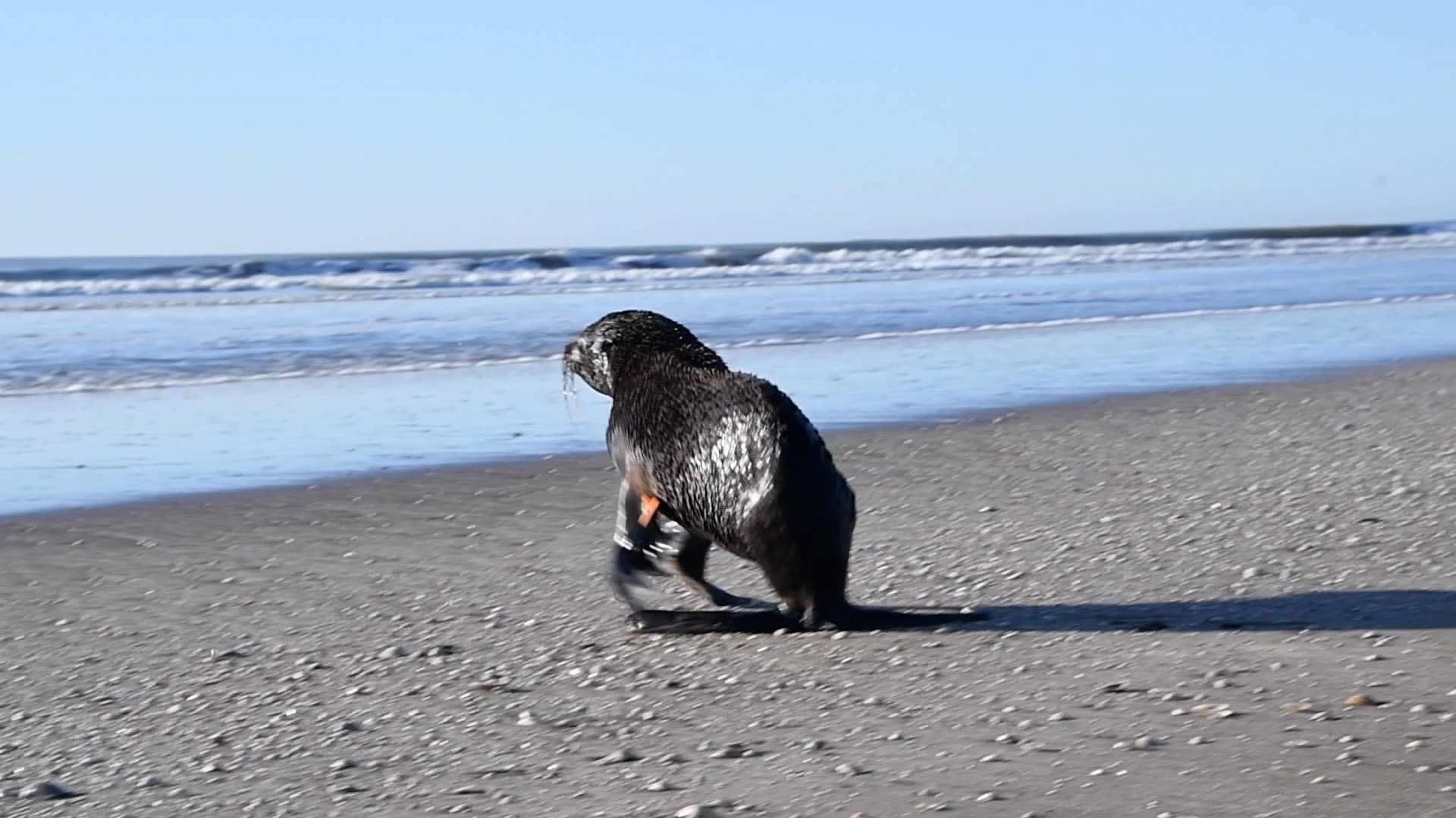Video: volvió al mar el lobo marino que apareció con signos de desnutrición hace tres semanas en el Riachuelo