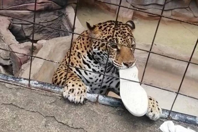 Recently At The Guanajuato Zoo, A Jaguar Bites A Child After Setting Foot In Its Shelter (Photo: Exclusive)