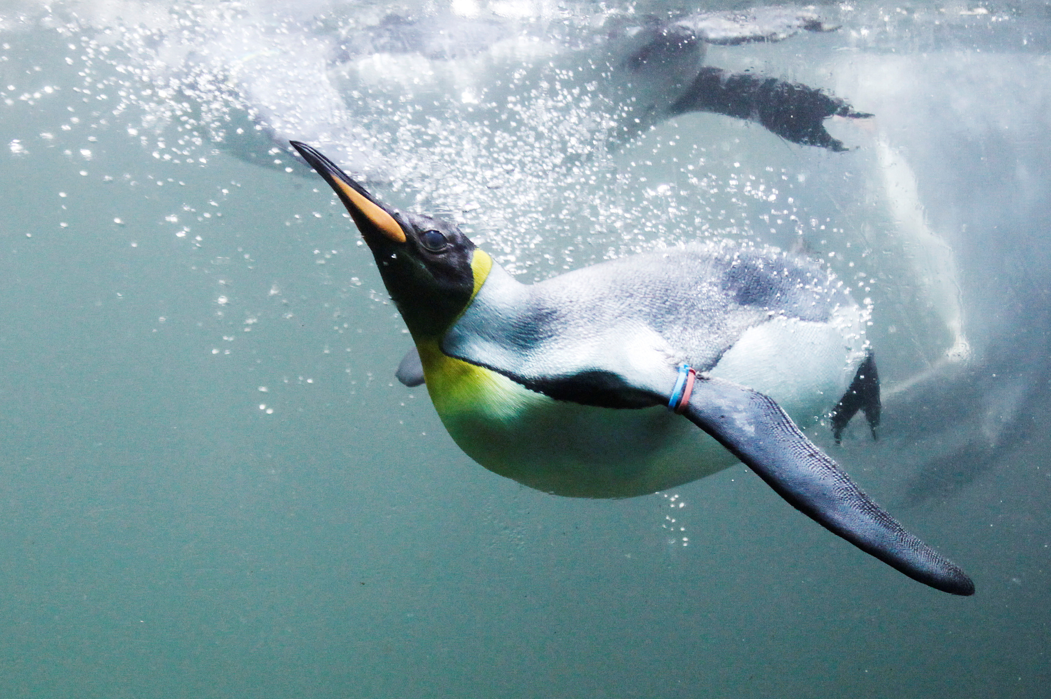 Día Mundial de los Océanos: el viaje de los pingüinos permite visualizar la salud de los mares