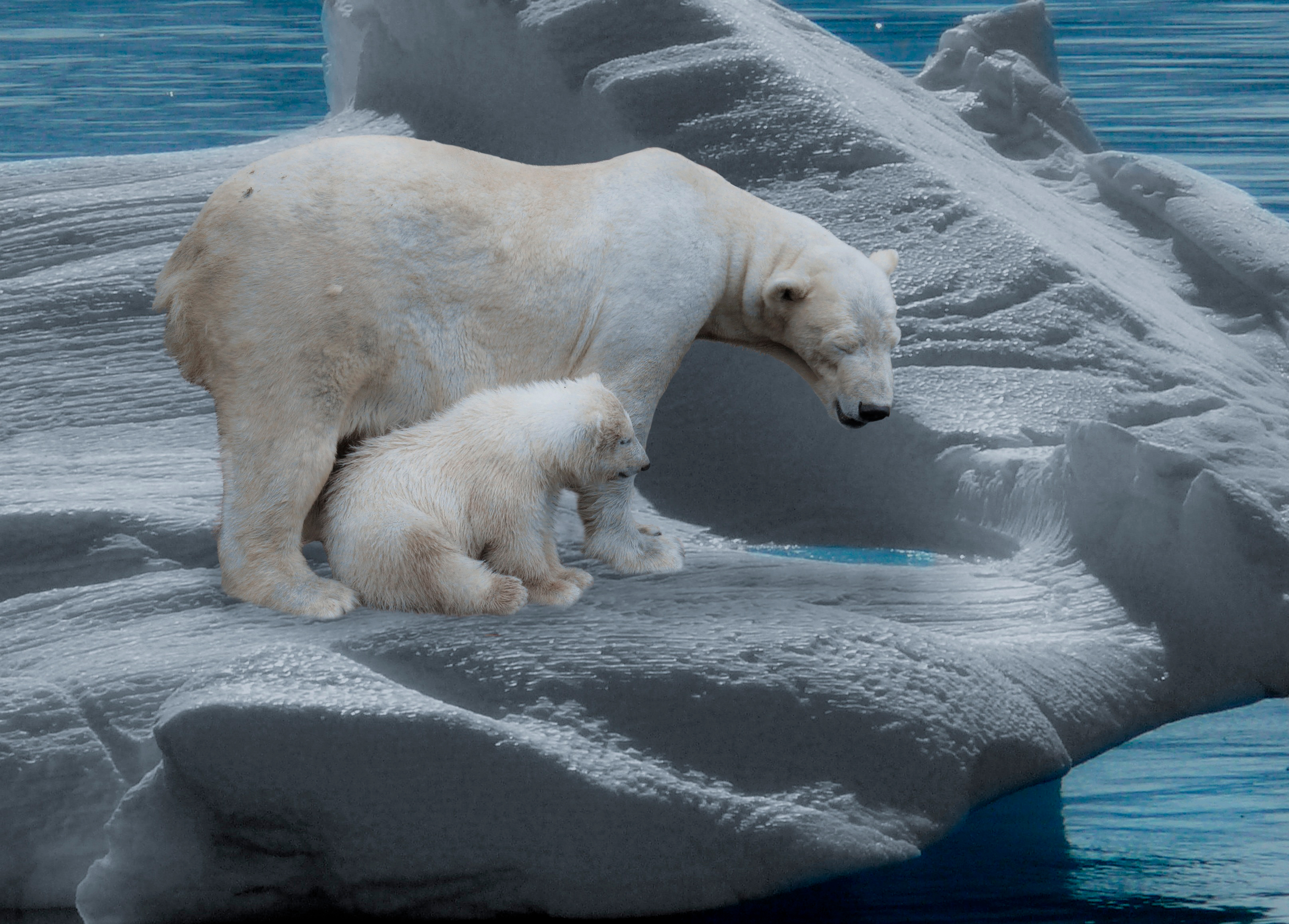 Cuál es el animal que puede ayudar a los osos polares a evitar su extinción por el cambio climático
