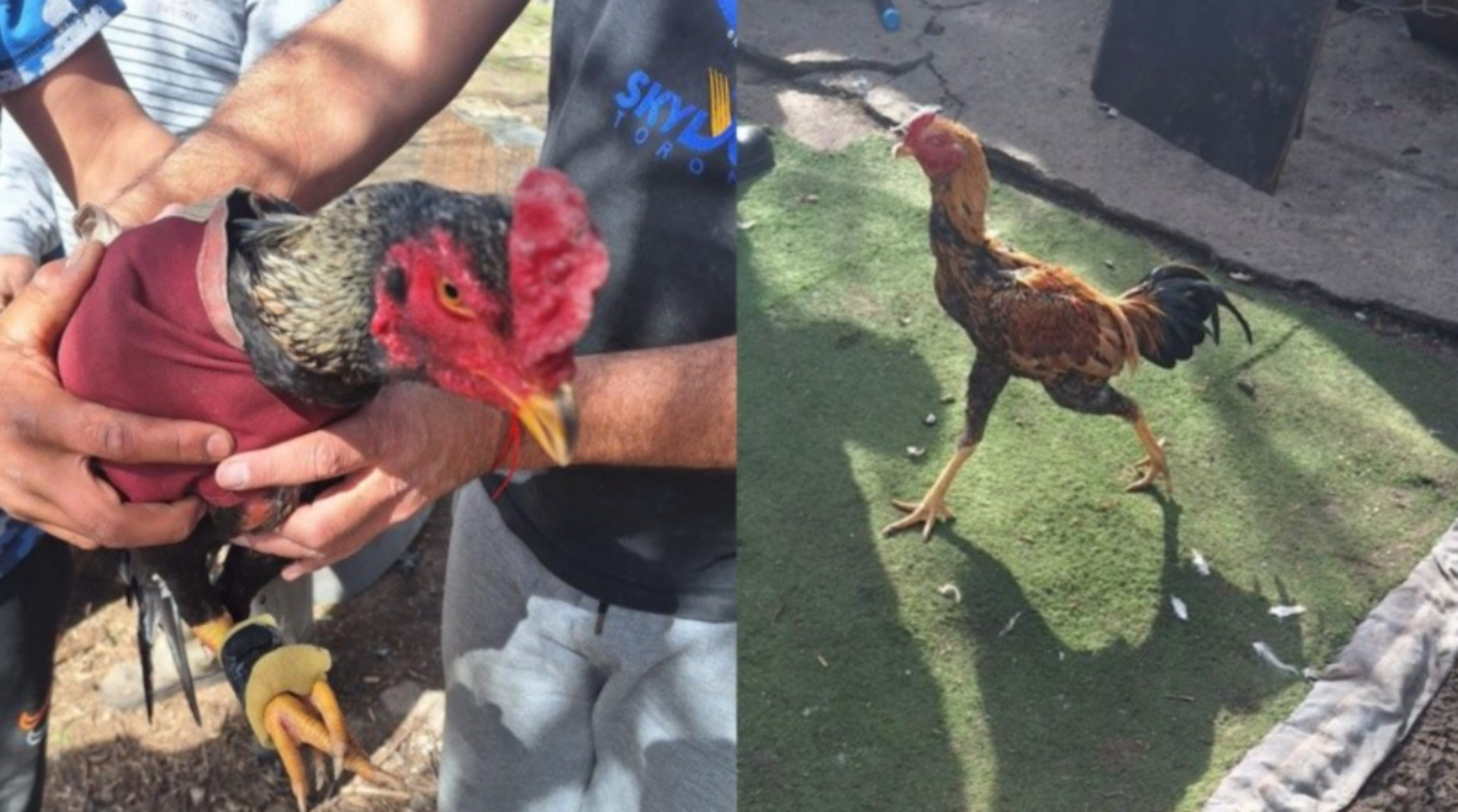 Detuvieron a 13 personas por maltrato animal en Santa Fe: rescataron 18 gallos de riña y 13 gallinas en mal estado