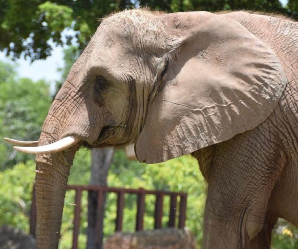 El imponente elefante fue embajador por décadas de su especie en el Zoológico de Miami (Foto: Instagram / @zoomiami)