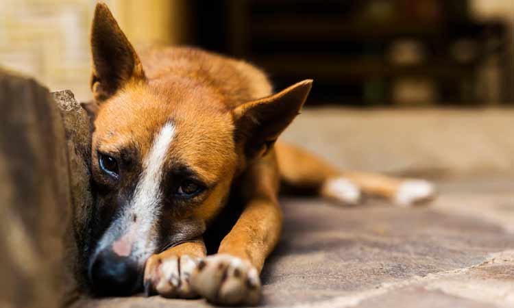 Existen algunas sustancias que pueden minimizar los efectos que causan en los perros.