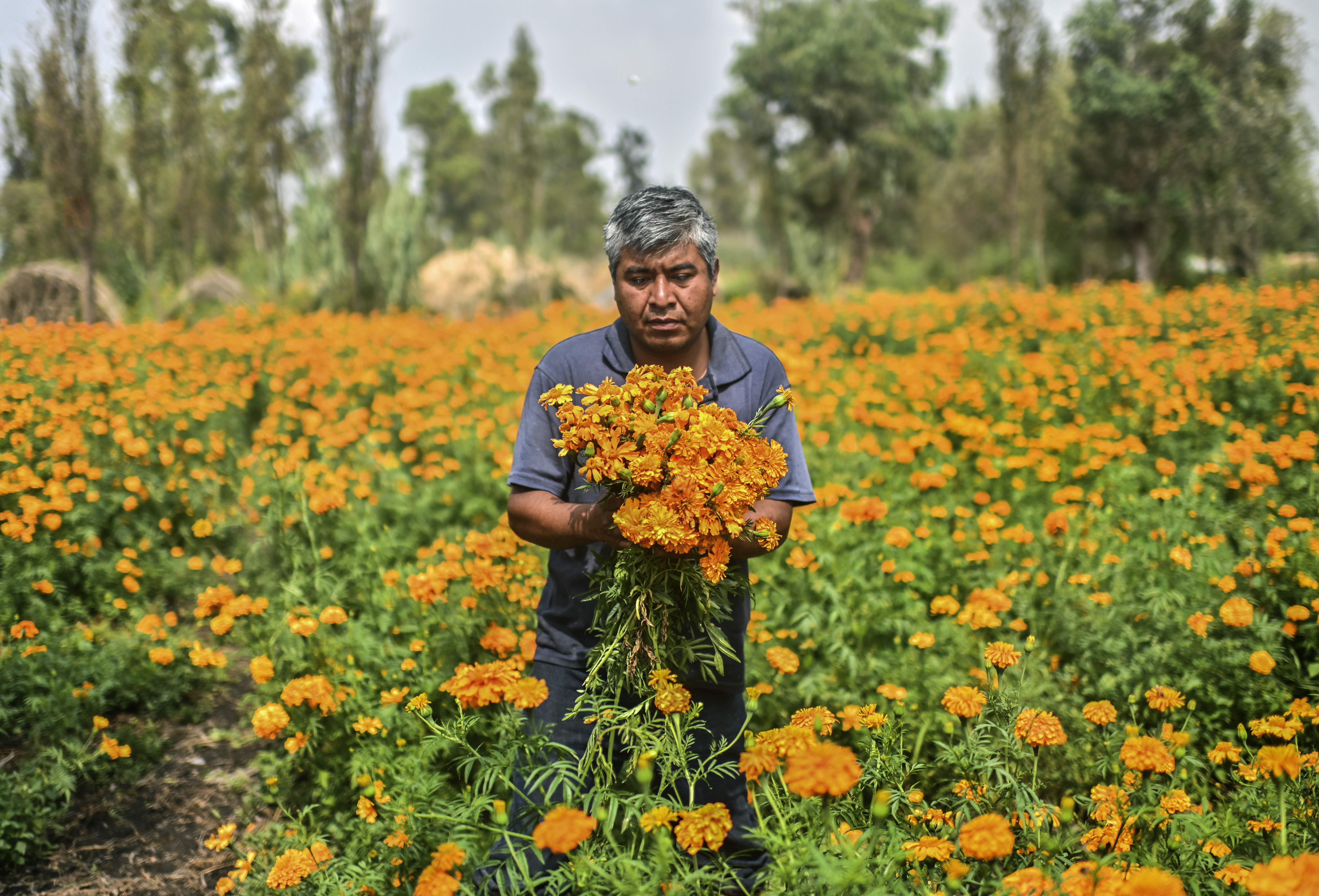 Día de Muertos en fotos: la cosecha de las míticas flores de cempasúchil -  Infobae