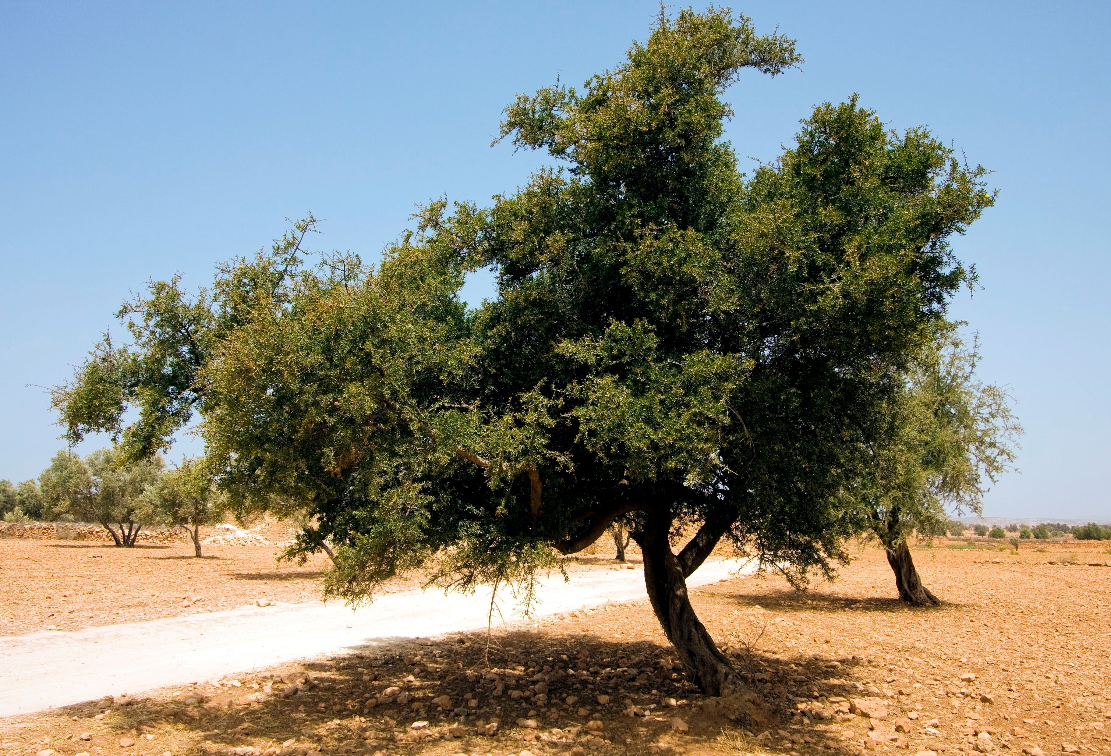 Un árbol de argán, una especie endémica de Marruecos de cuyos frutos se extrae un aceite con valiosas propiedades nutricionales y dermatológicas. (EFE/Zacarías García/Archivo)
