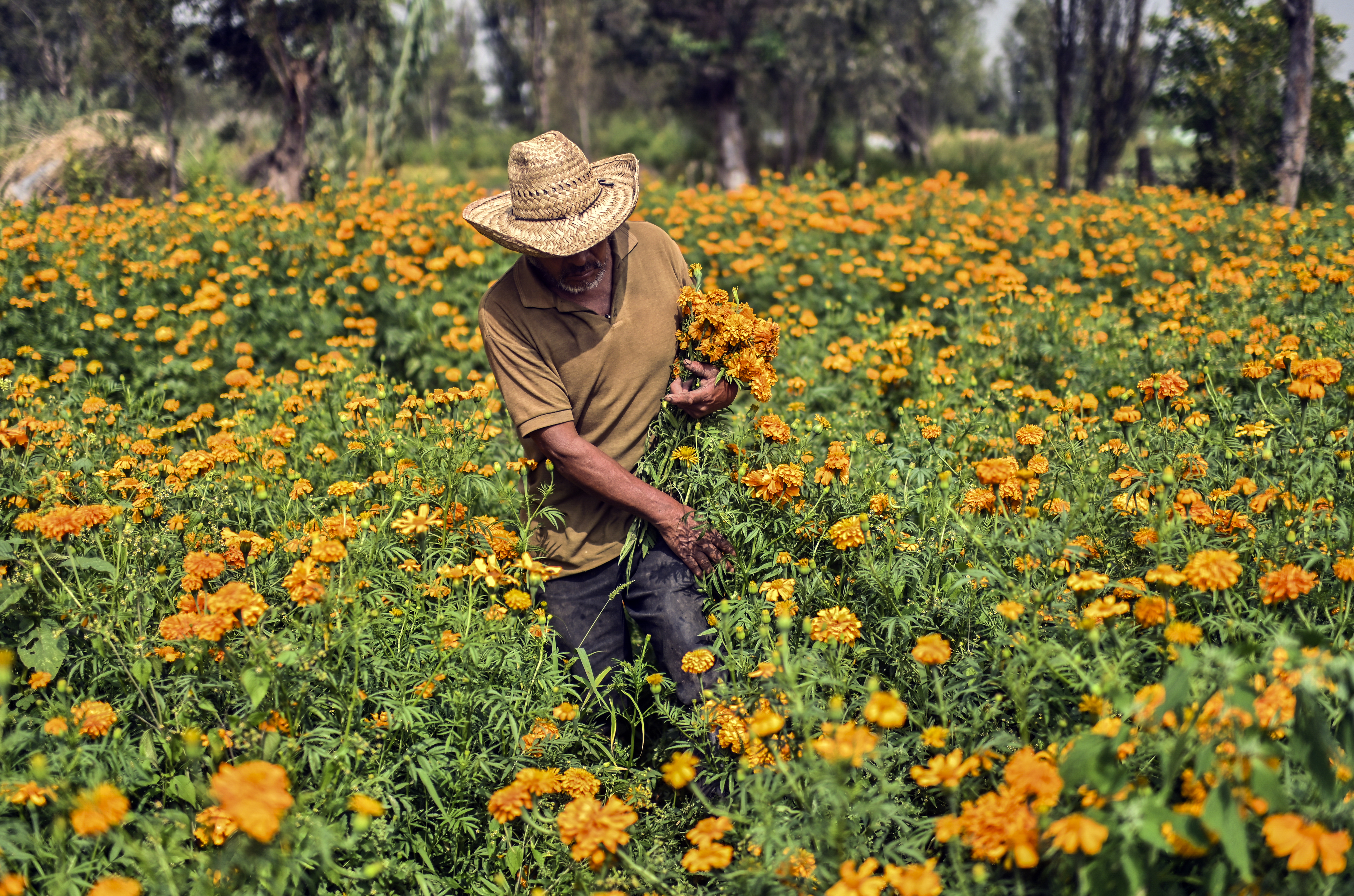 Anselmo Sánchez, 63, cosecha flores de cempasúchil, caléndula mexicana, en un campo de cultivo en una chinampa (jardines flotantes) en Xochimilco, Ciudad de México, el 13 de octubre de 2020.